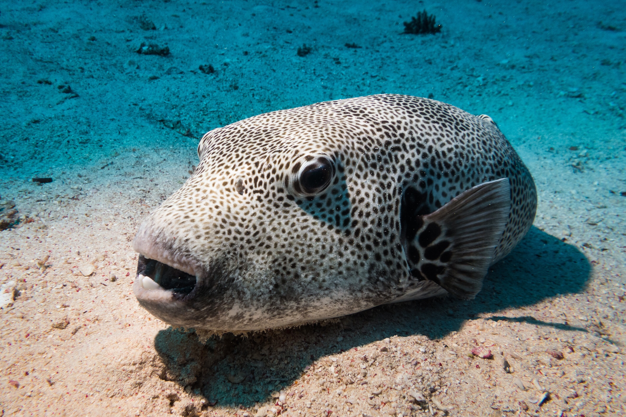 Giant pufferfish, iStock