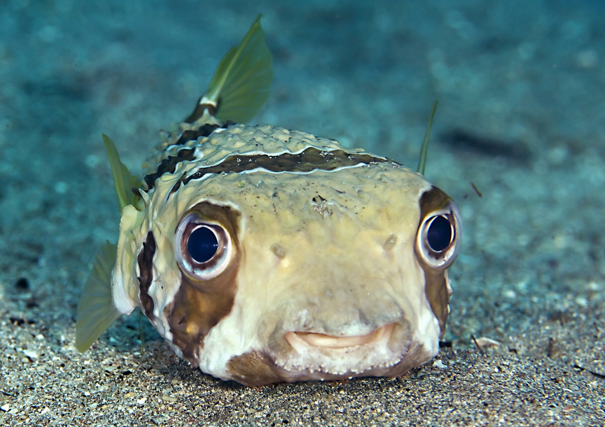 Porcupine pufferfish, iStock