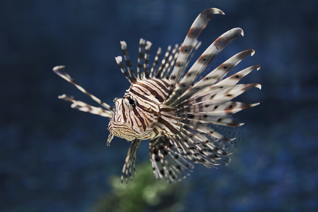 Lionfish, iStock