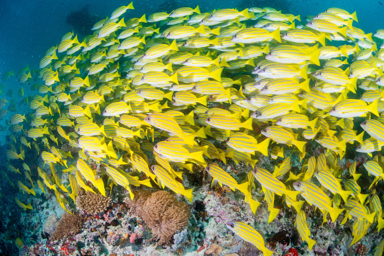 Bluestripe snapper, iStock