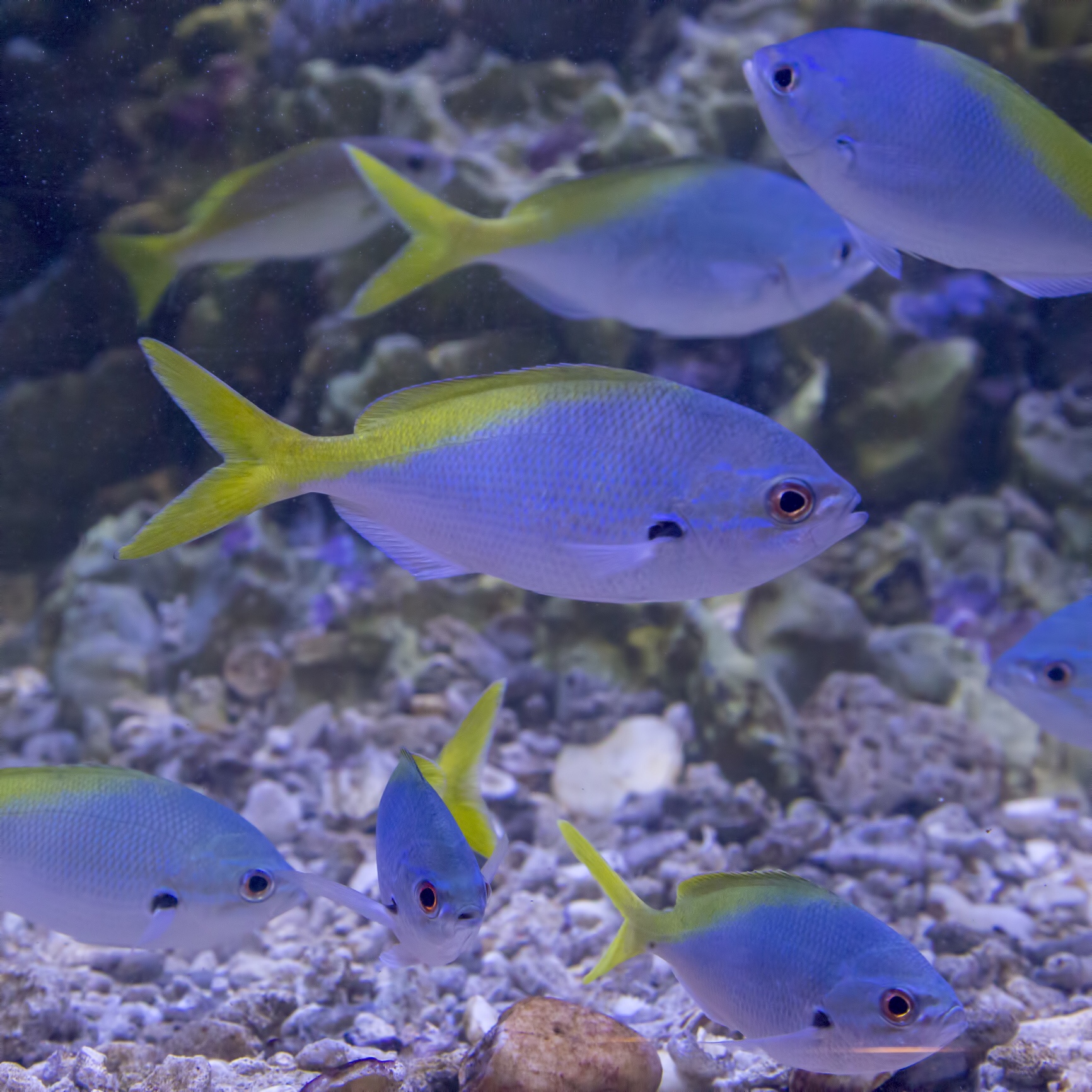 Yellowtail fusilier, iStock