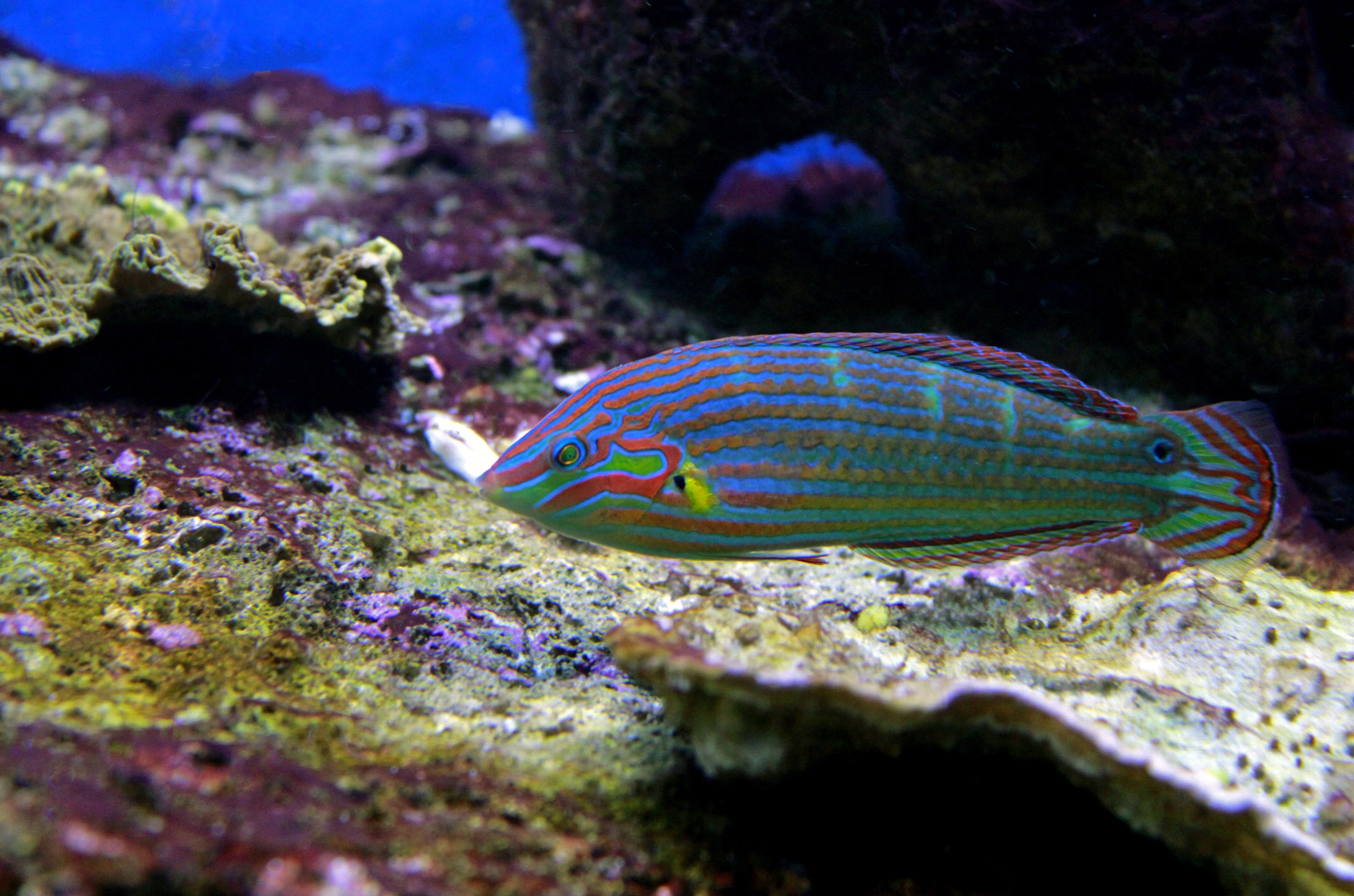 Moon wrasse, iStock