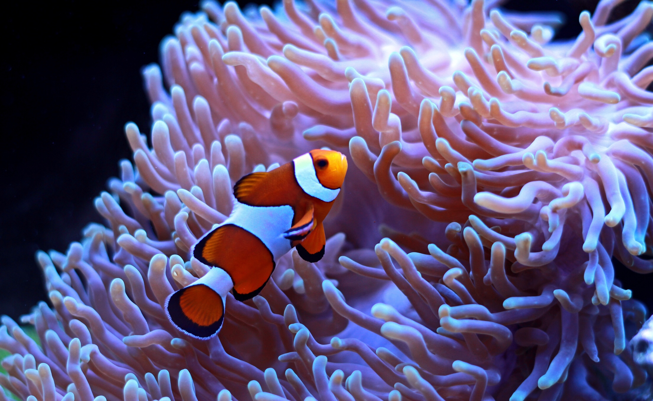 Orange clownfish, iStock