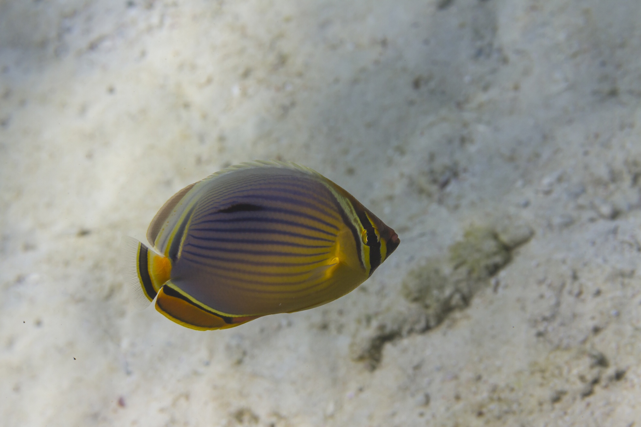 Melon butterflyfish, iStock