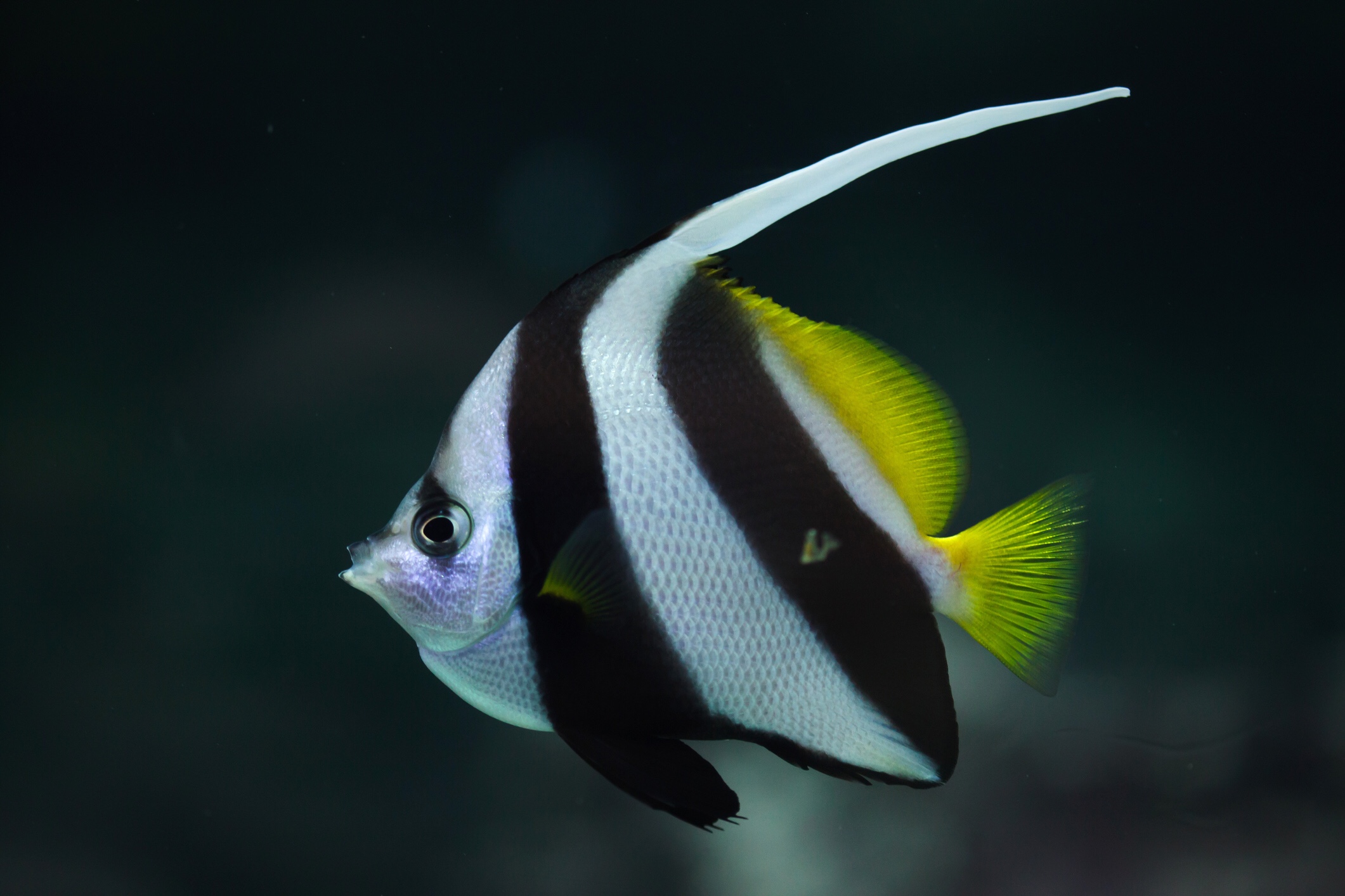 Pennant coralfish or longfin bannerfish, iStock