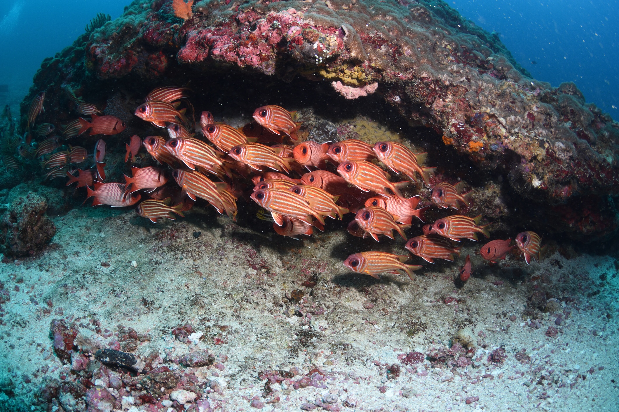 Squirrelfish, iStock