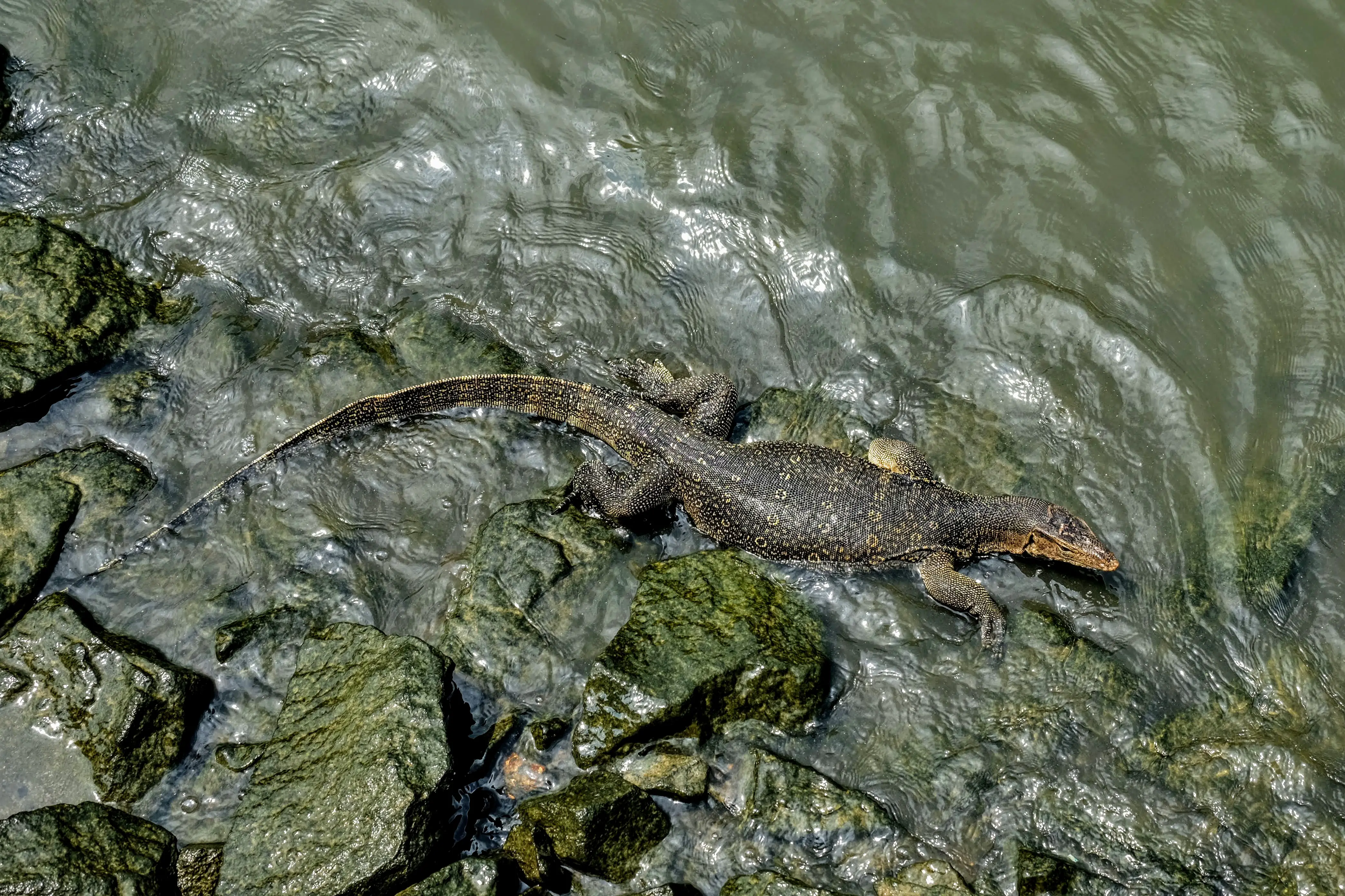 Water monitor lizard, Melaka, Malaysia