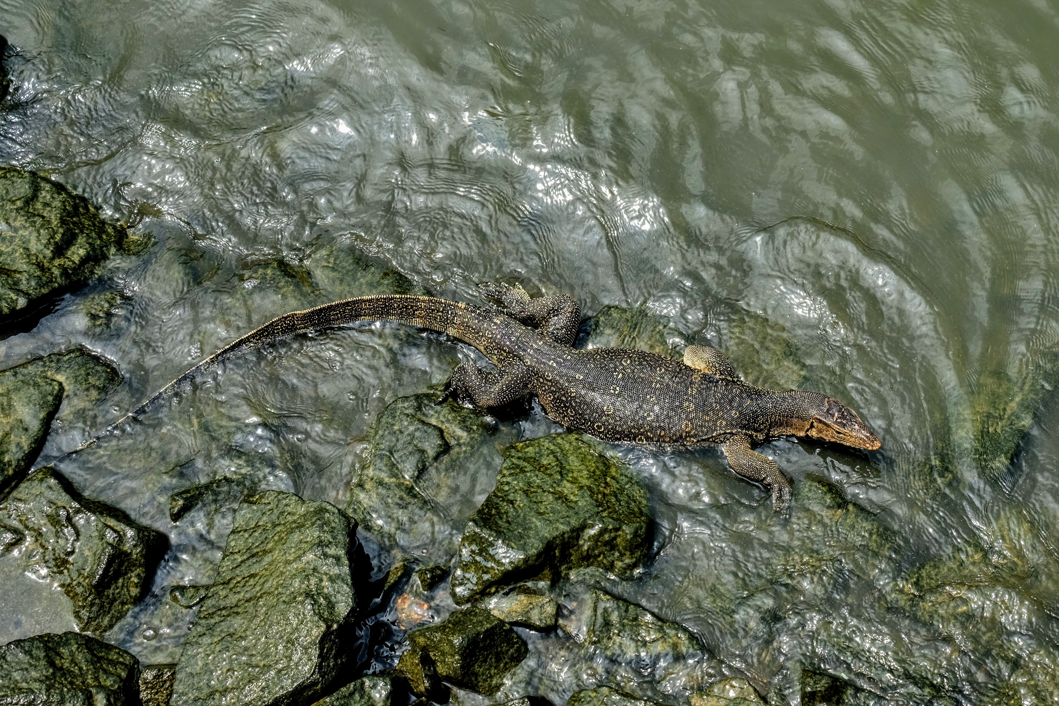 Water monitor lizard, Melaka, Malaysia