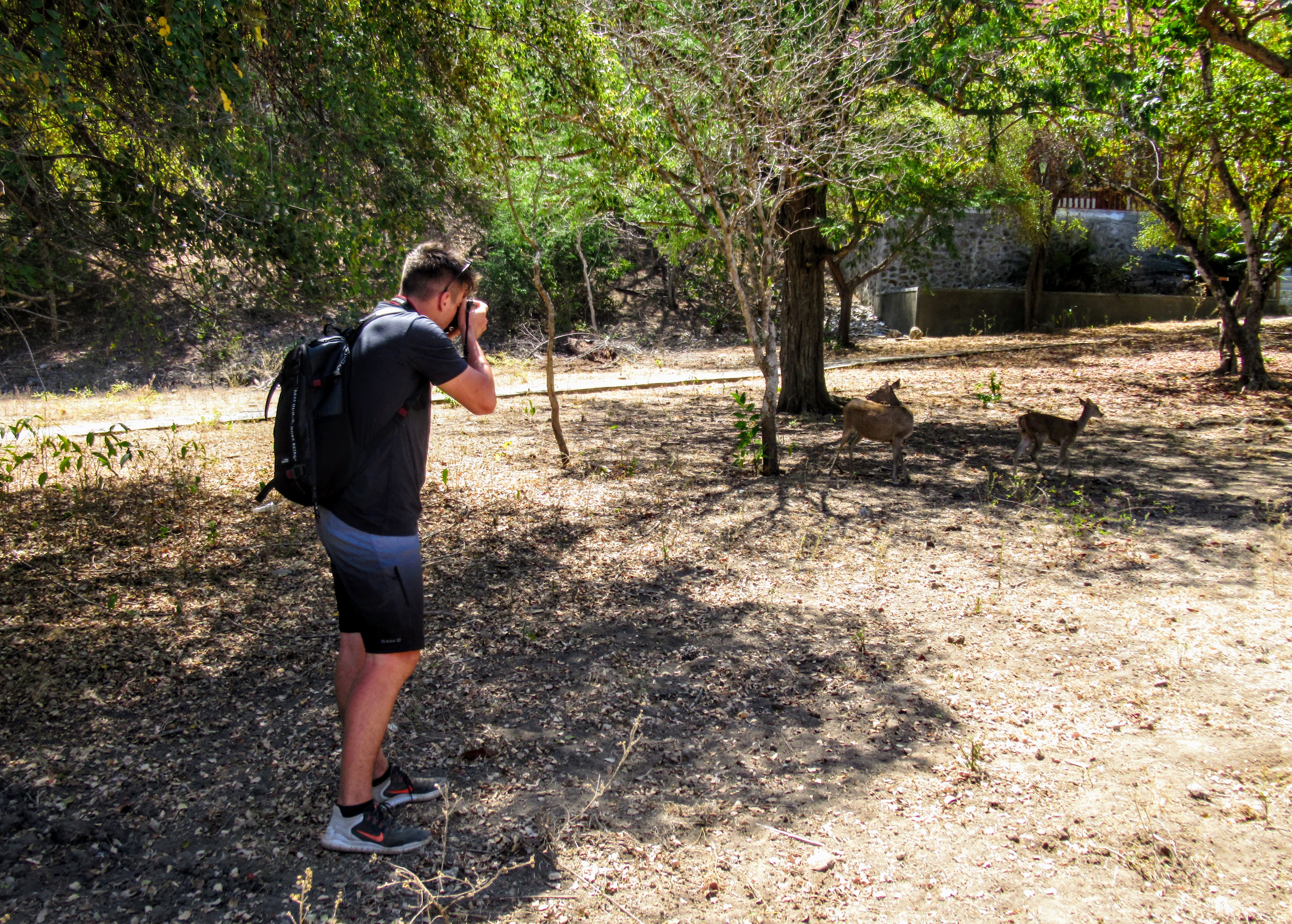 Tourist photographing deer on Komodo Island, Indonesia