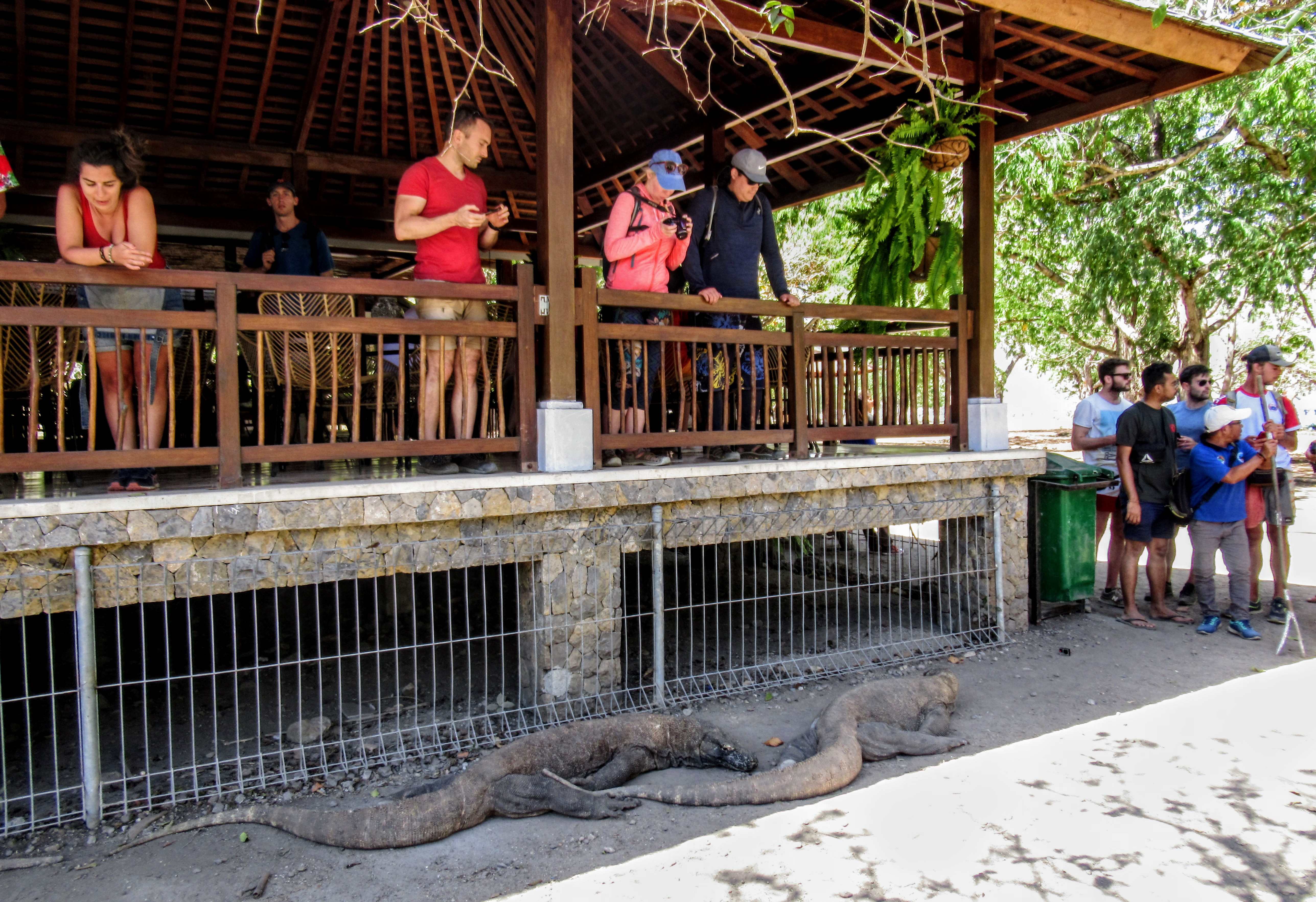 Komodo dragons next to the cafe, Komodo Island, Indonesia