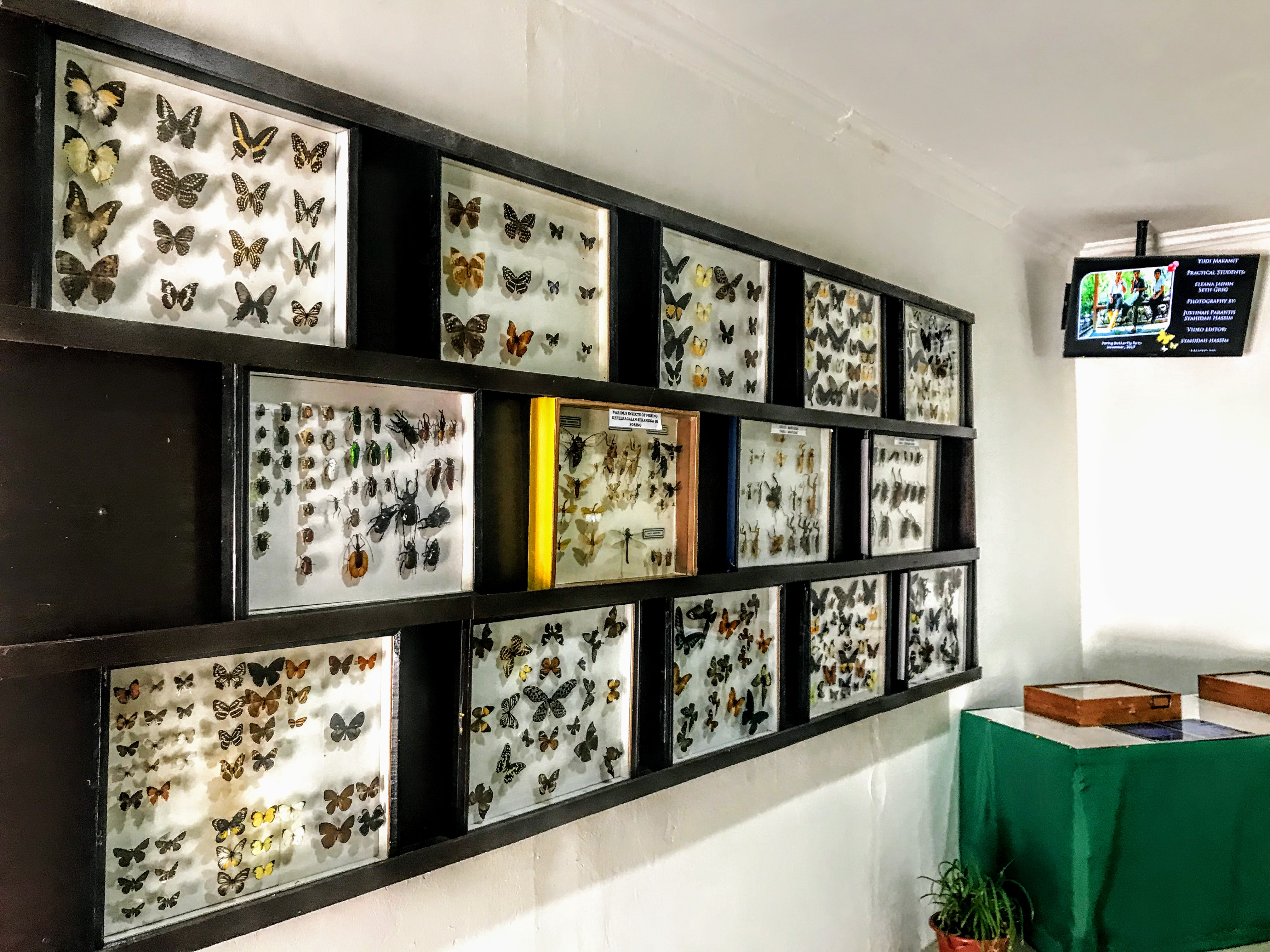 Butterfly garden at Poring Hot Springs, Borneo, Malaysia