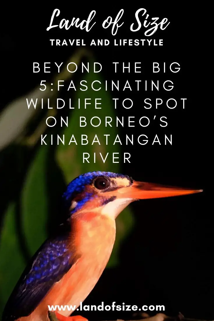 Beyond the Big 5: More fascinating wildlife to spot on Borneo’s Kinabatangan River