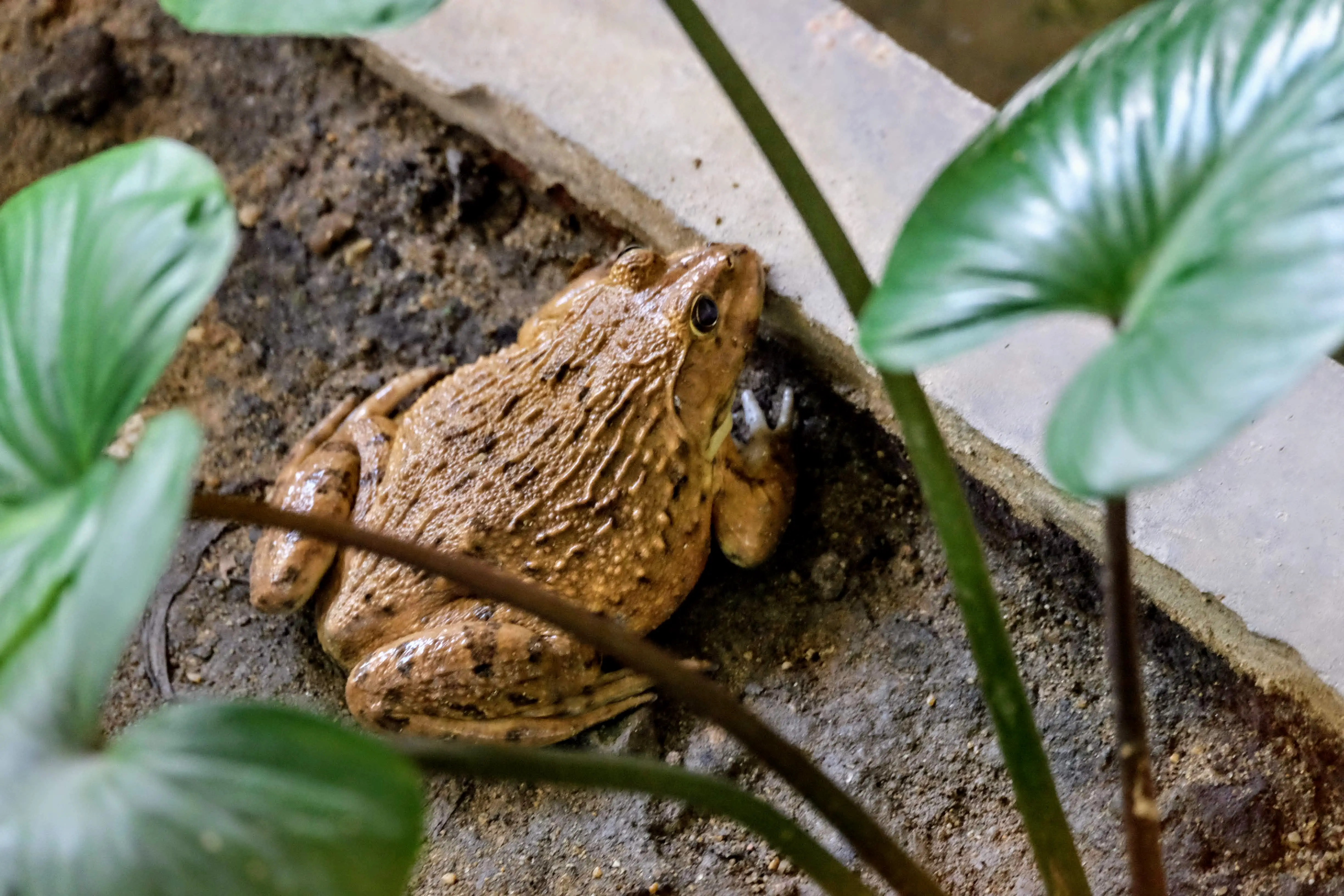 Chinese edible frog, Queen Saovabha Memorial Institute, Bangkok
