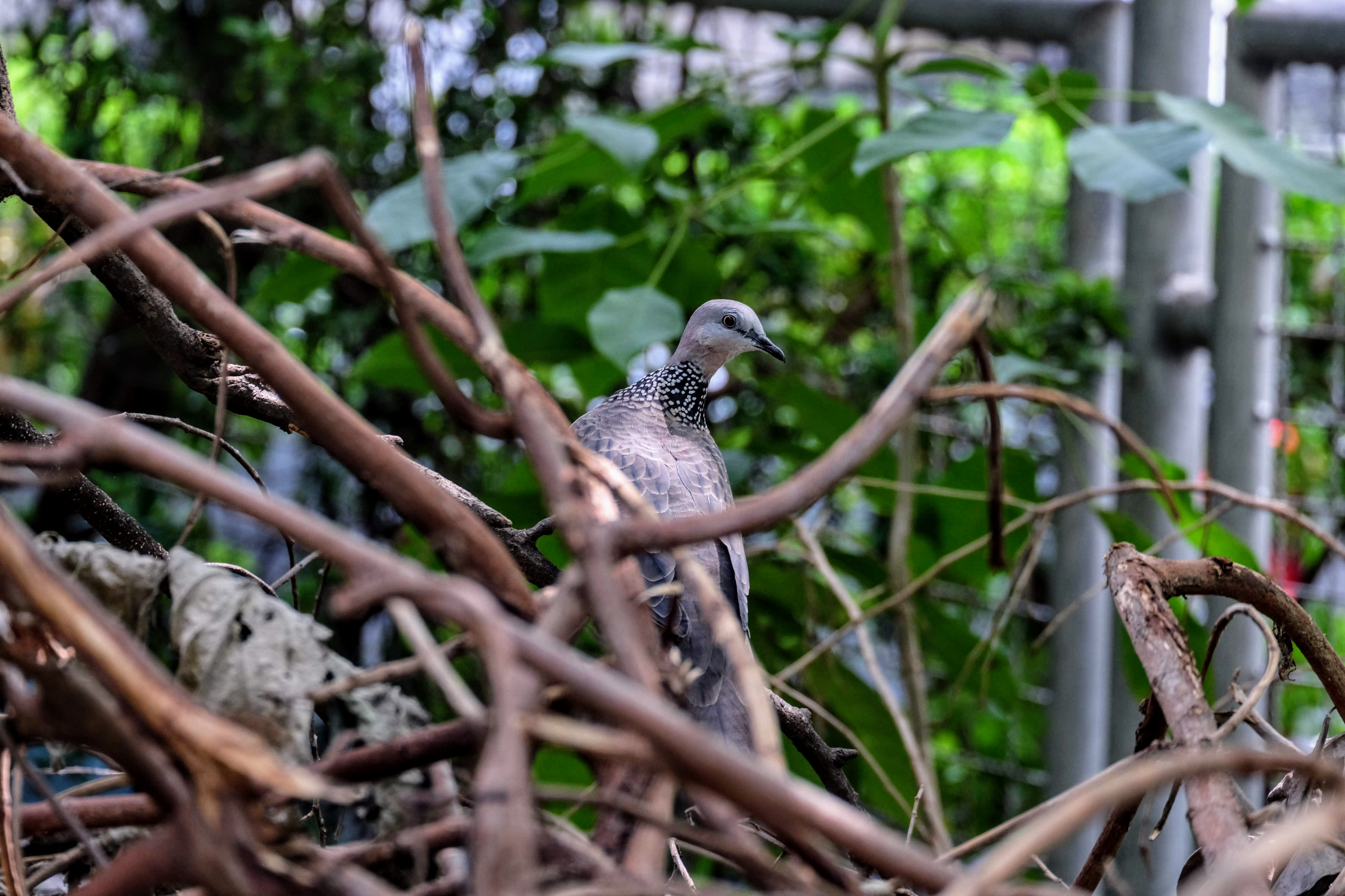 Spotted dove, Queen Saovabha Memorial Institute, Bangkok