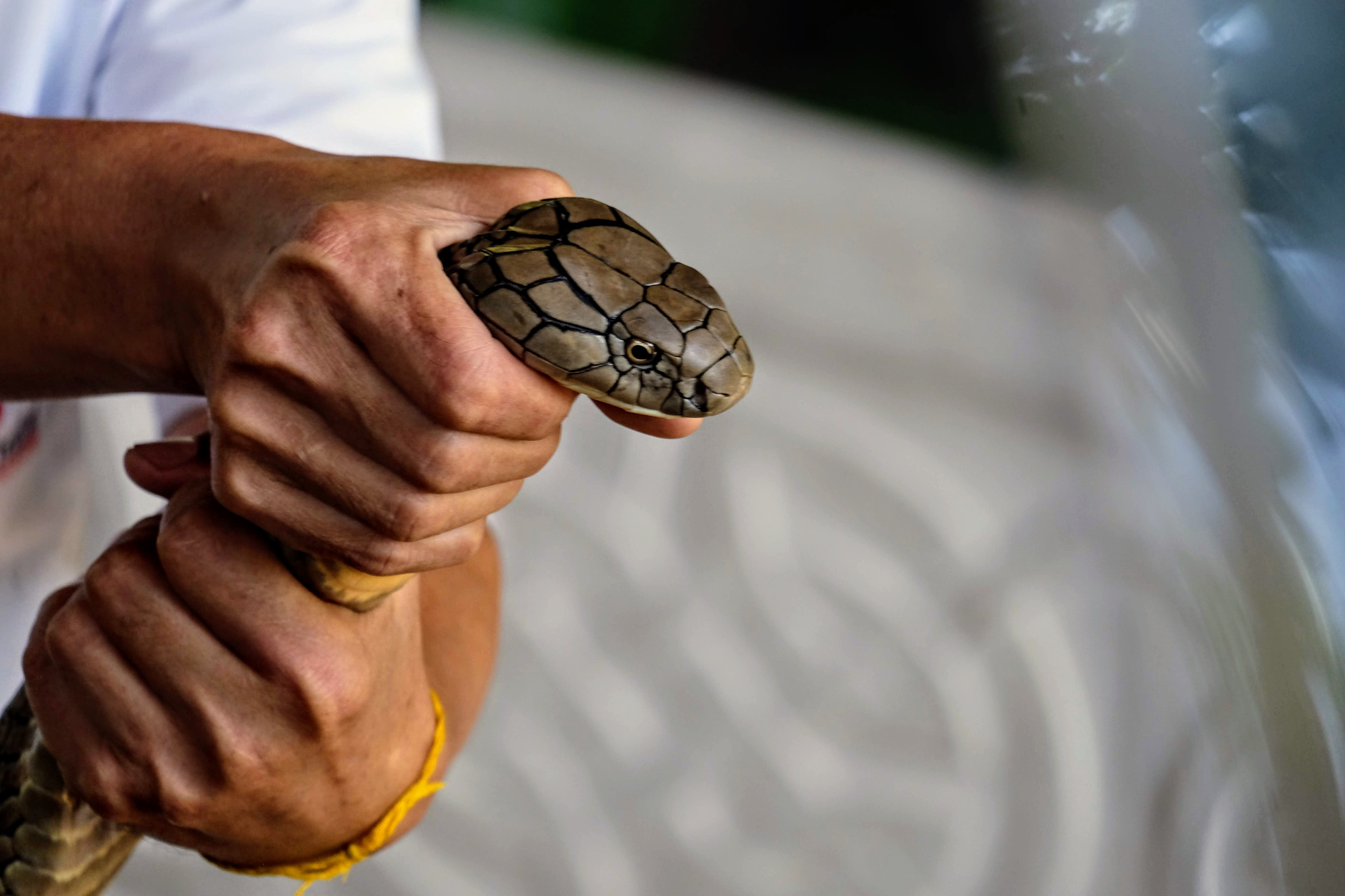 King cobra, Queen Saovabha Memorial Institute, Bangkok