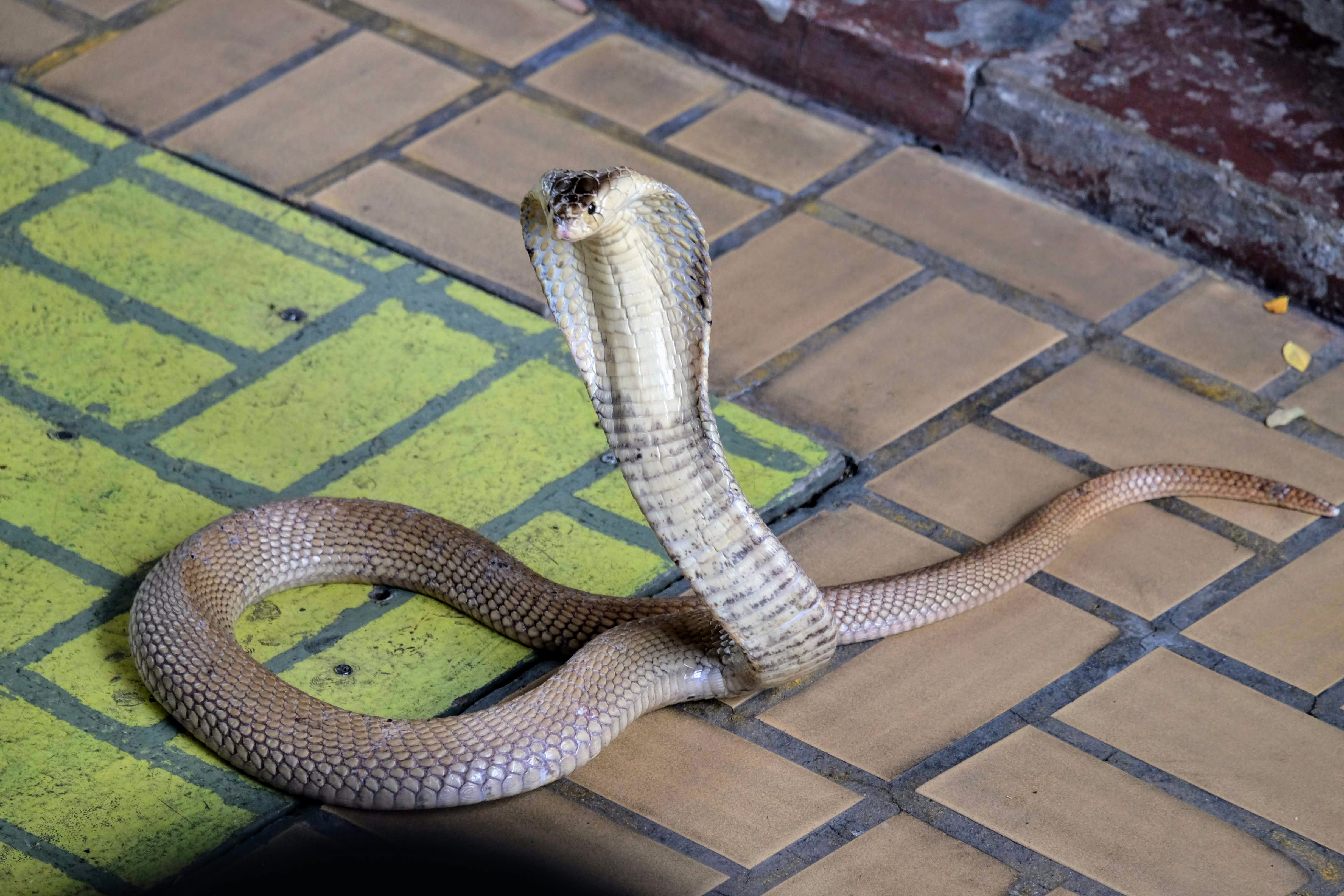 Cobra, Queen Saovabha Memorial Institute, Bangkok