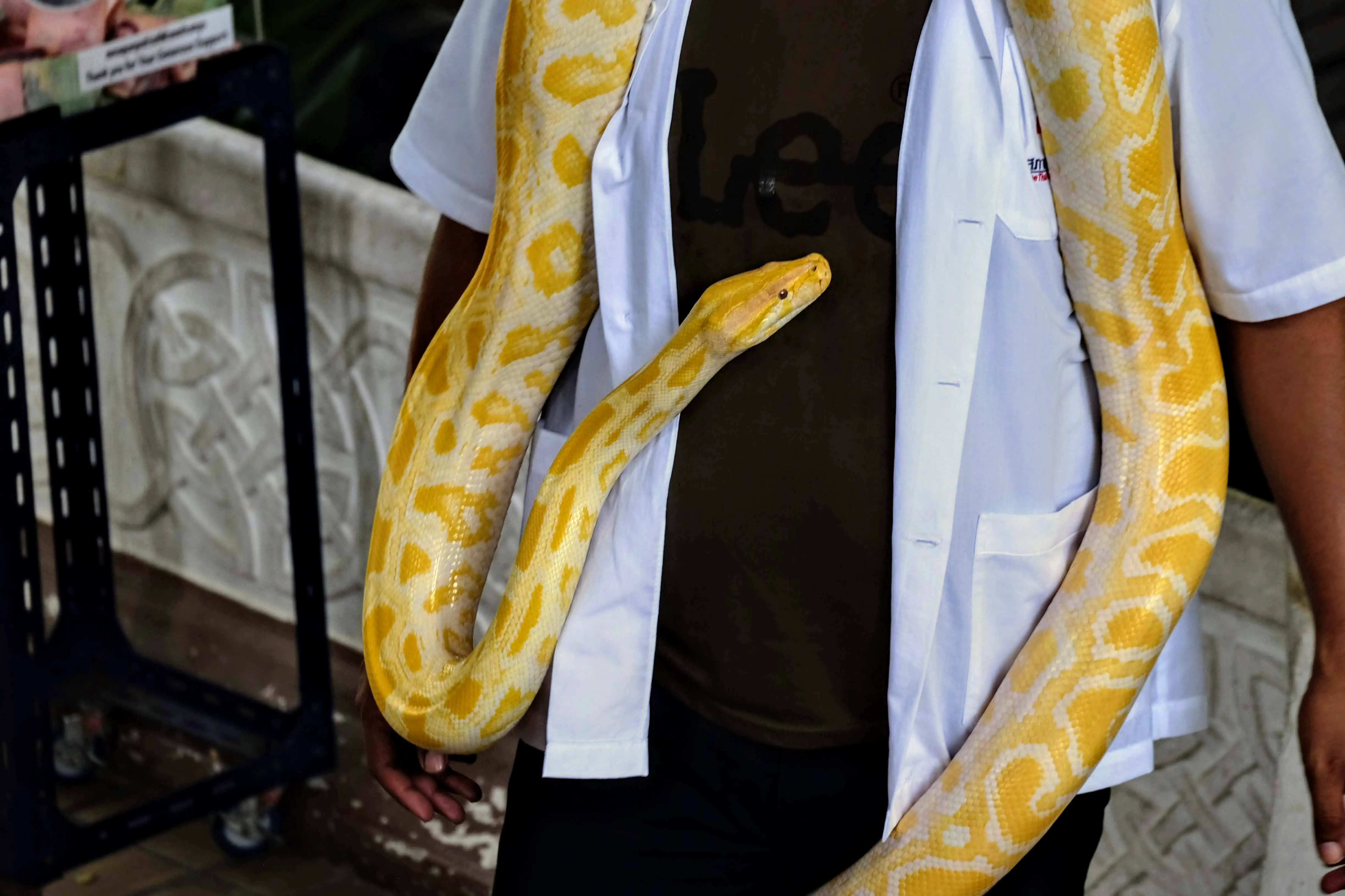 Albino Burmese python, Queen Saovabha Memorial Institute, Bangkok