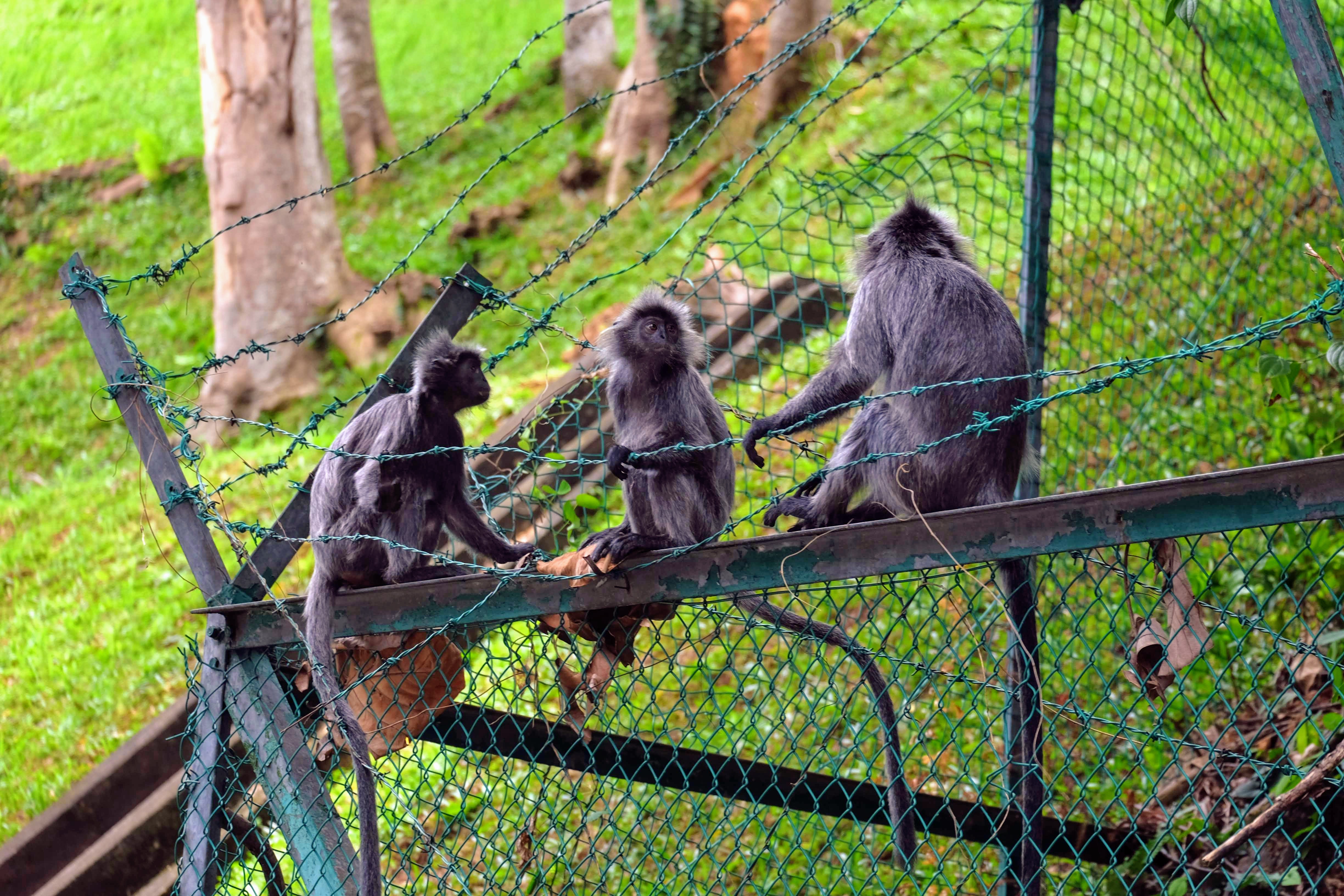 Silver leaf langurs, Kuala Lumpur, Malaysia