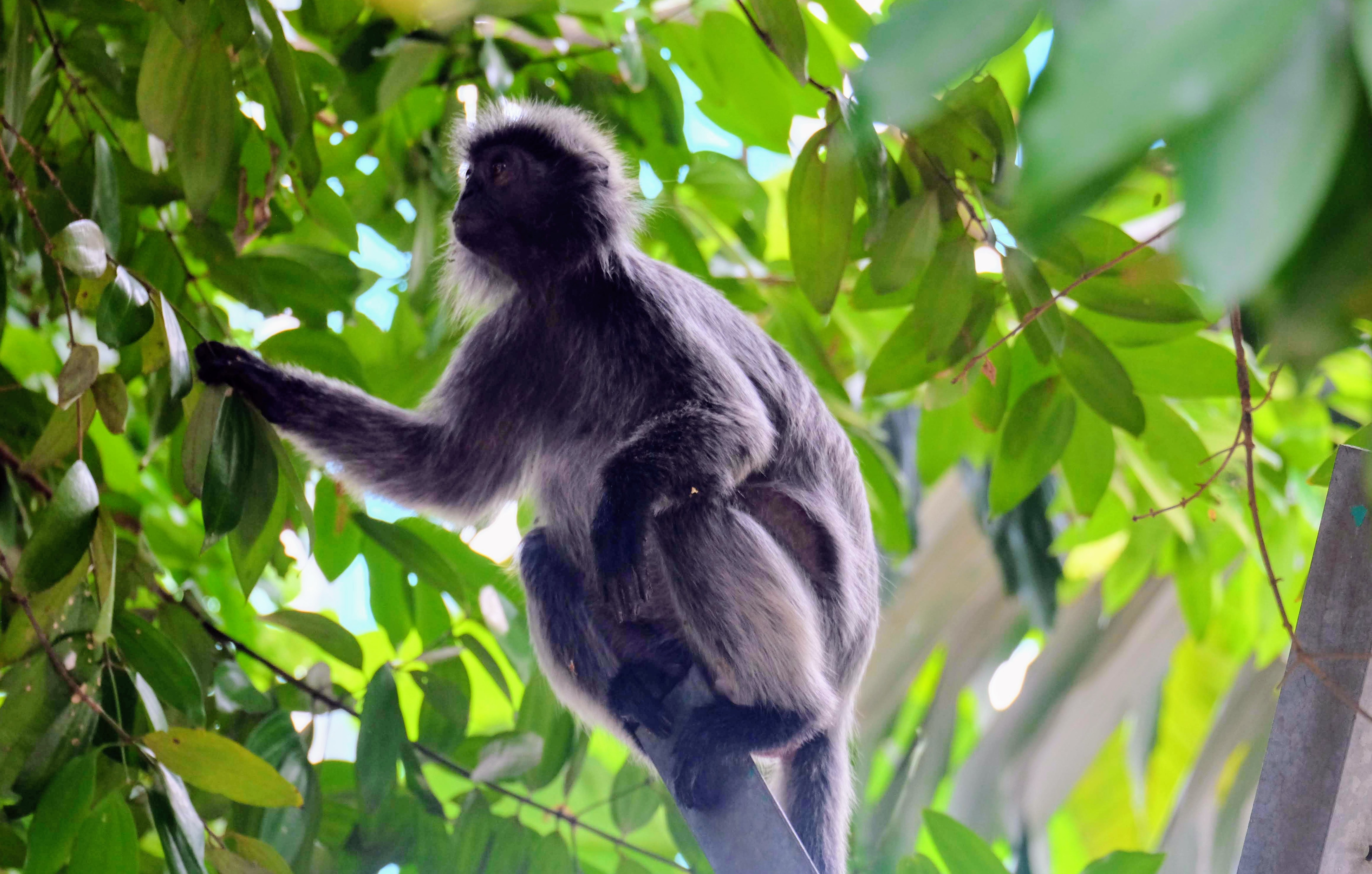 Silver leaf langur, Kuala Lumpur, Malaysia