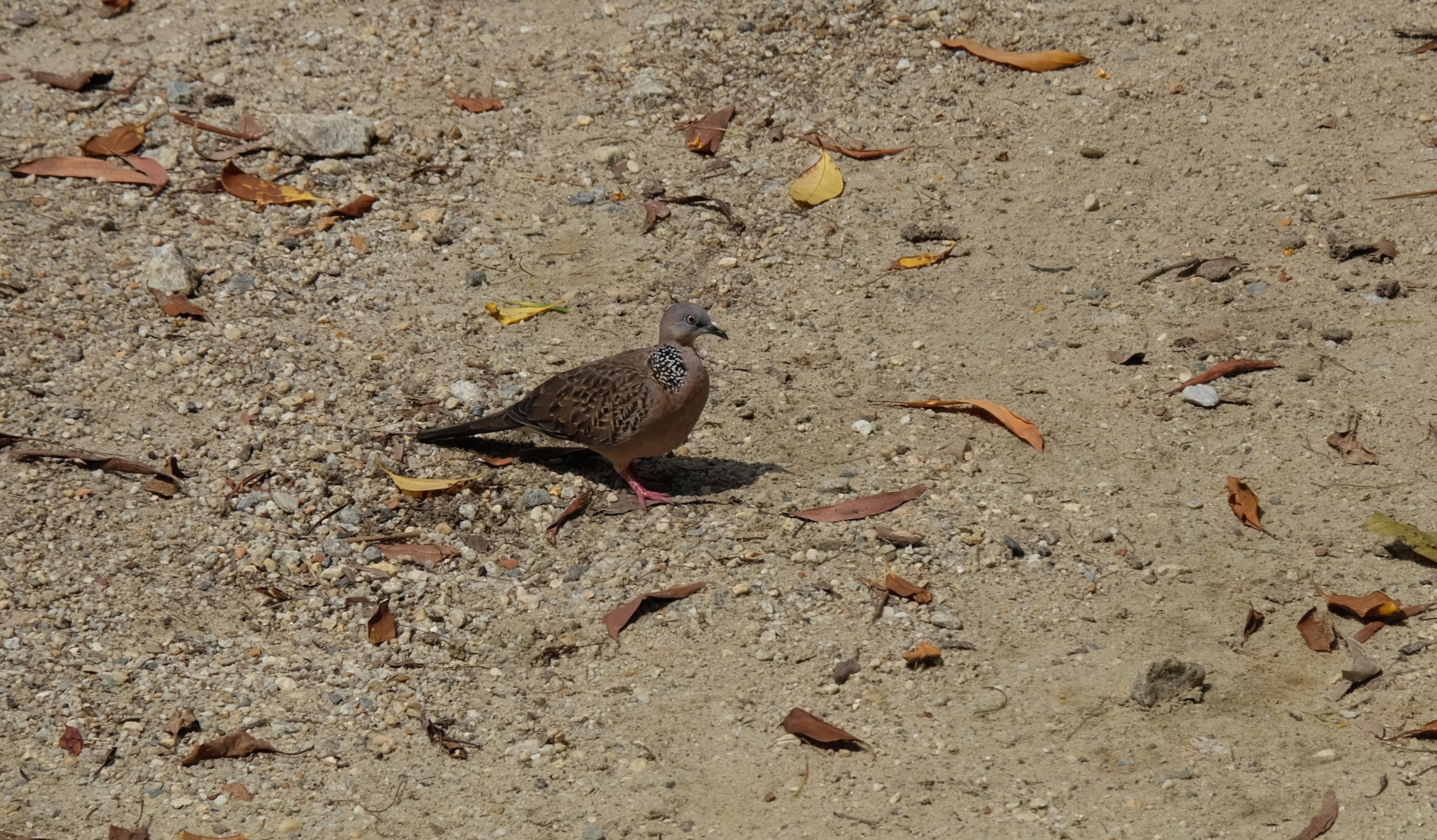 Spotted dove, Kuala Lumpur, Malaysia