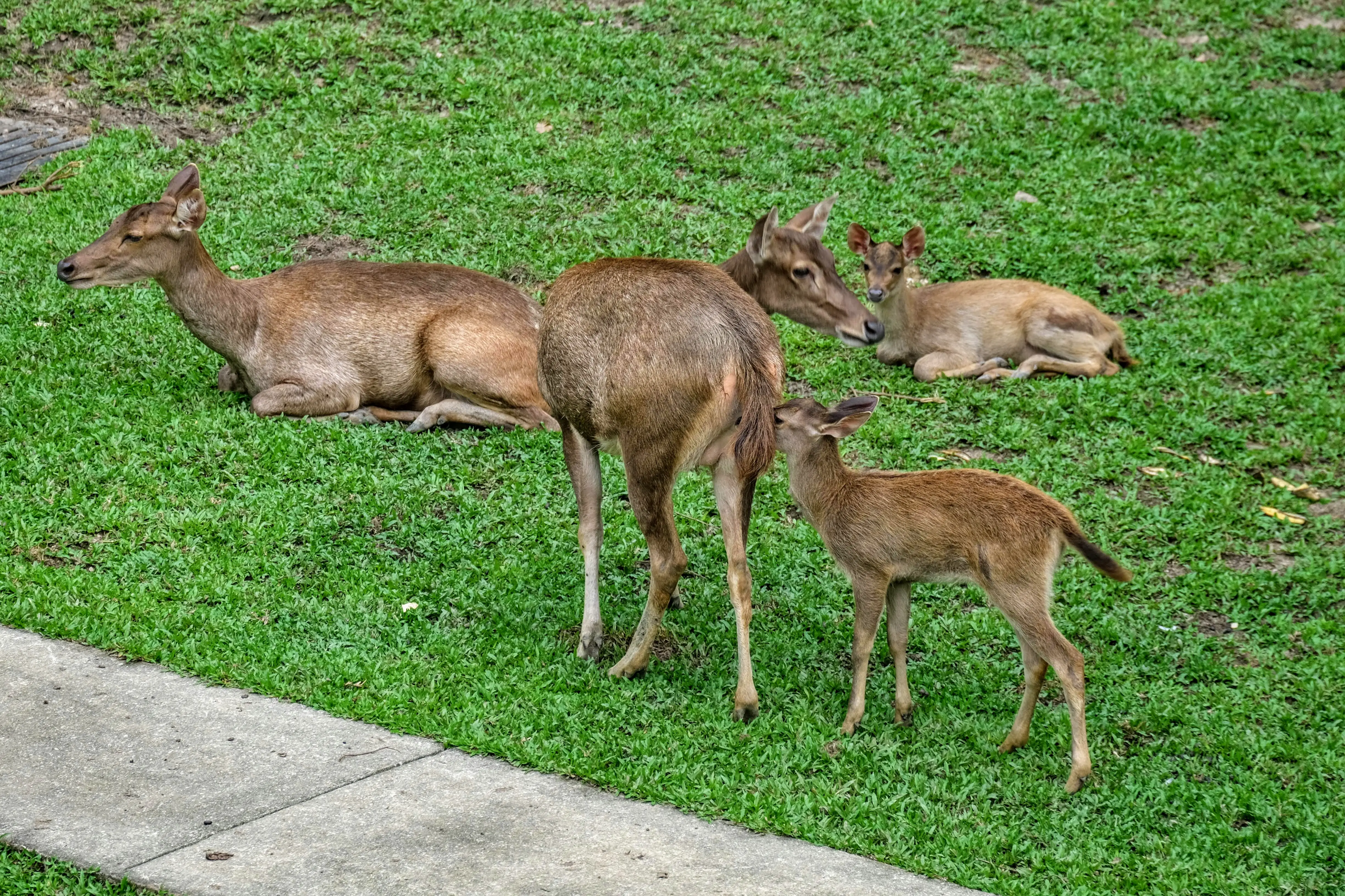 Sambar deer, Kuala Lumpur, Malaysia