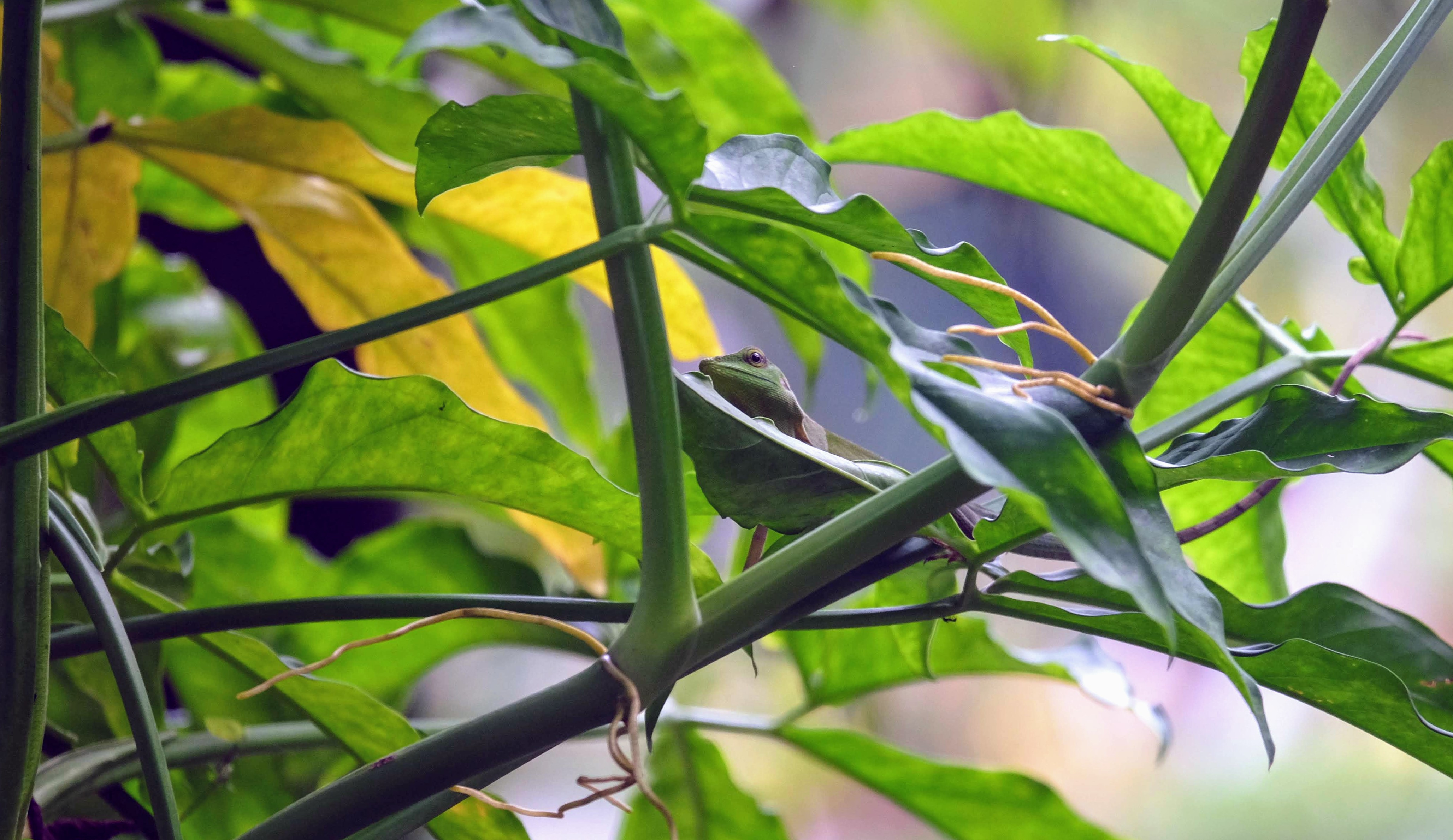 Green tree lizard, Kuala Lumpur, Malaysia