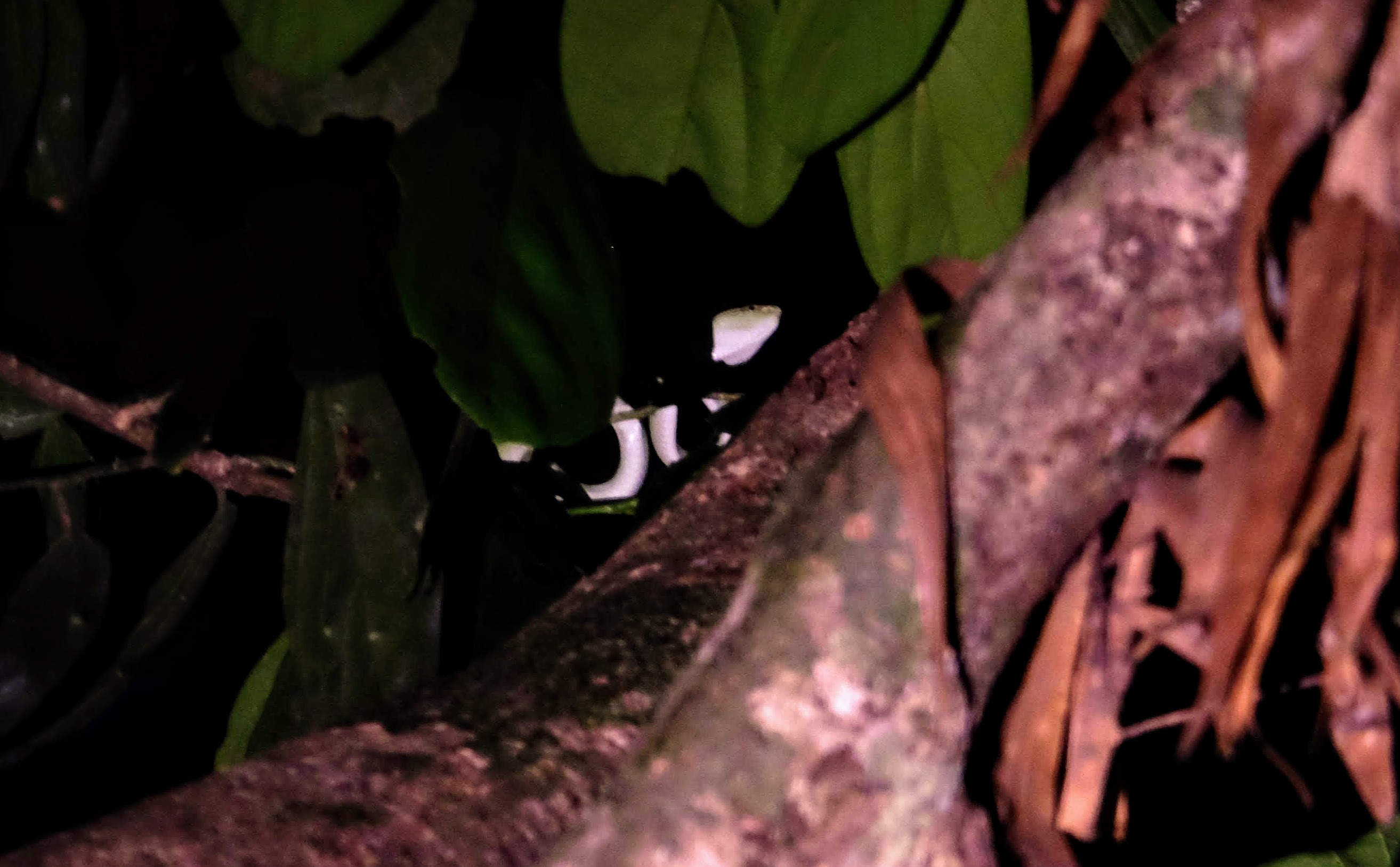 Viper, Sepilok, Borneo