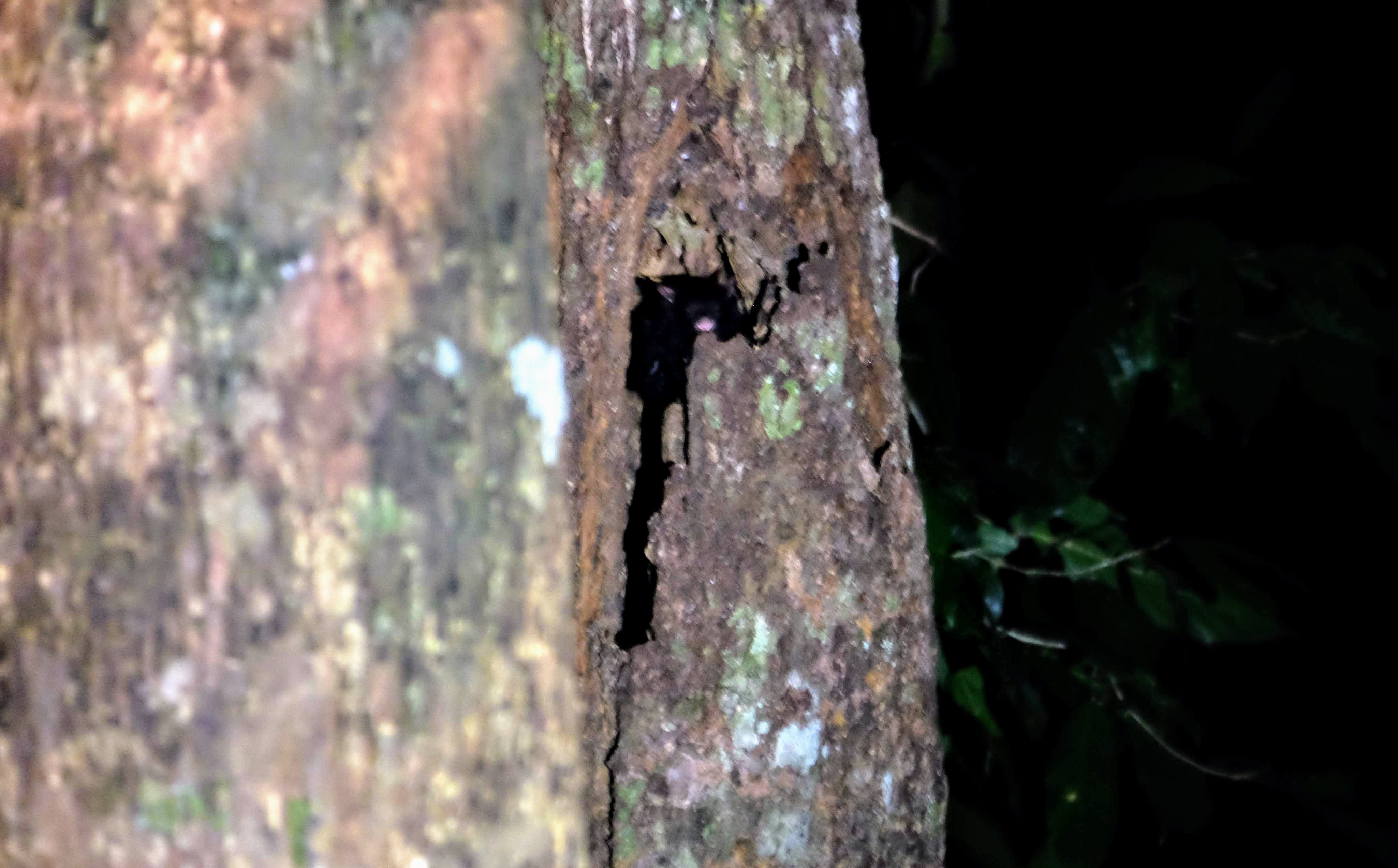 Black flying squirrel, Sepilok, Borneo