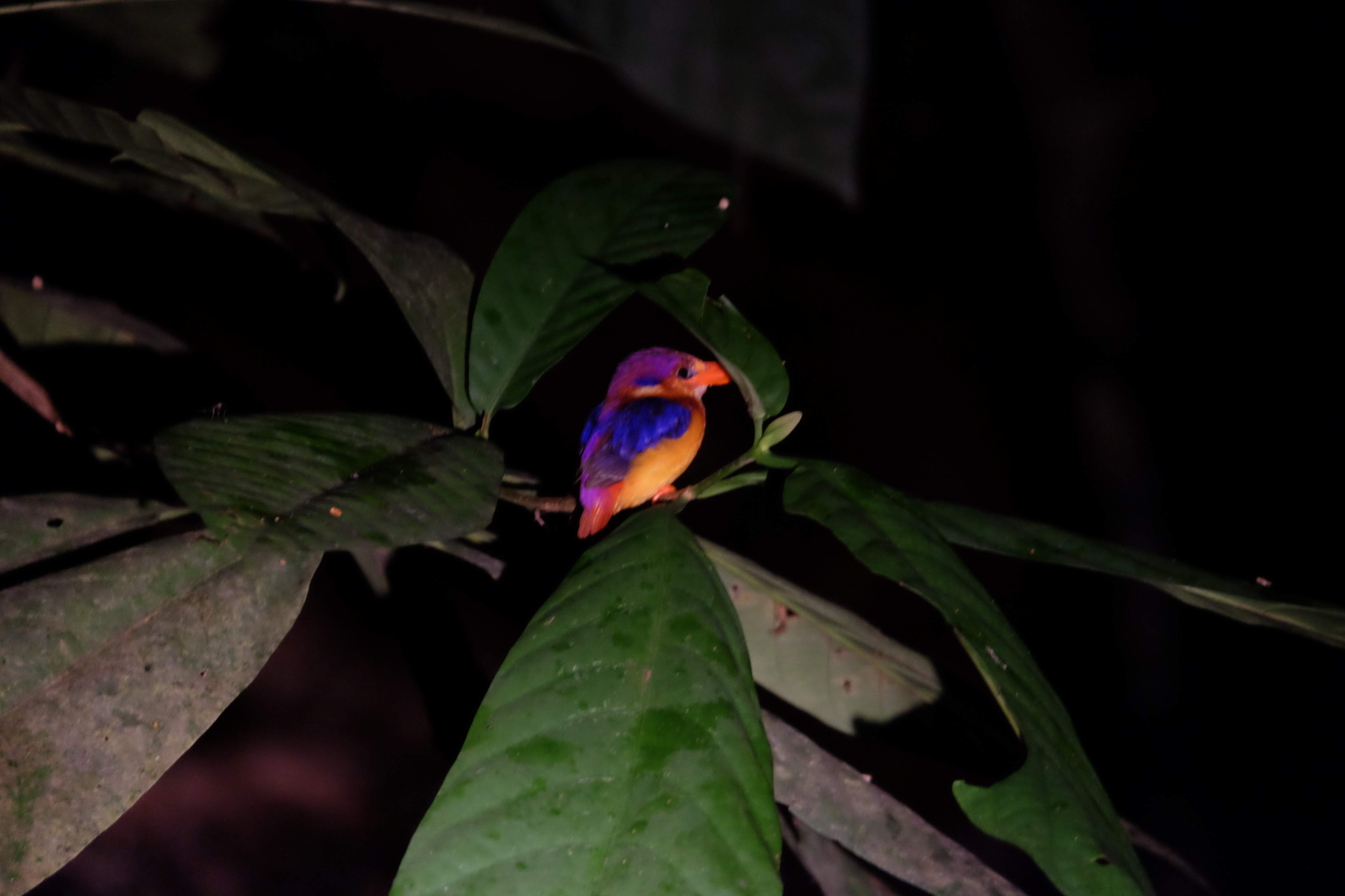 Oriental dwarf kingfisher, Sepilok, Borneo