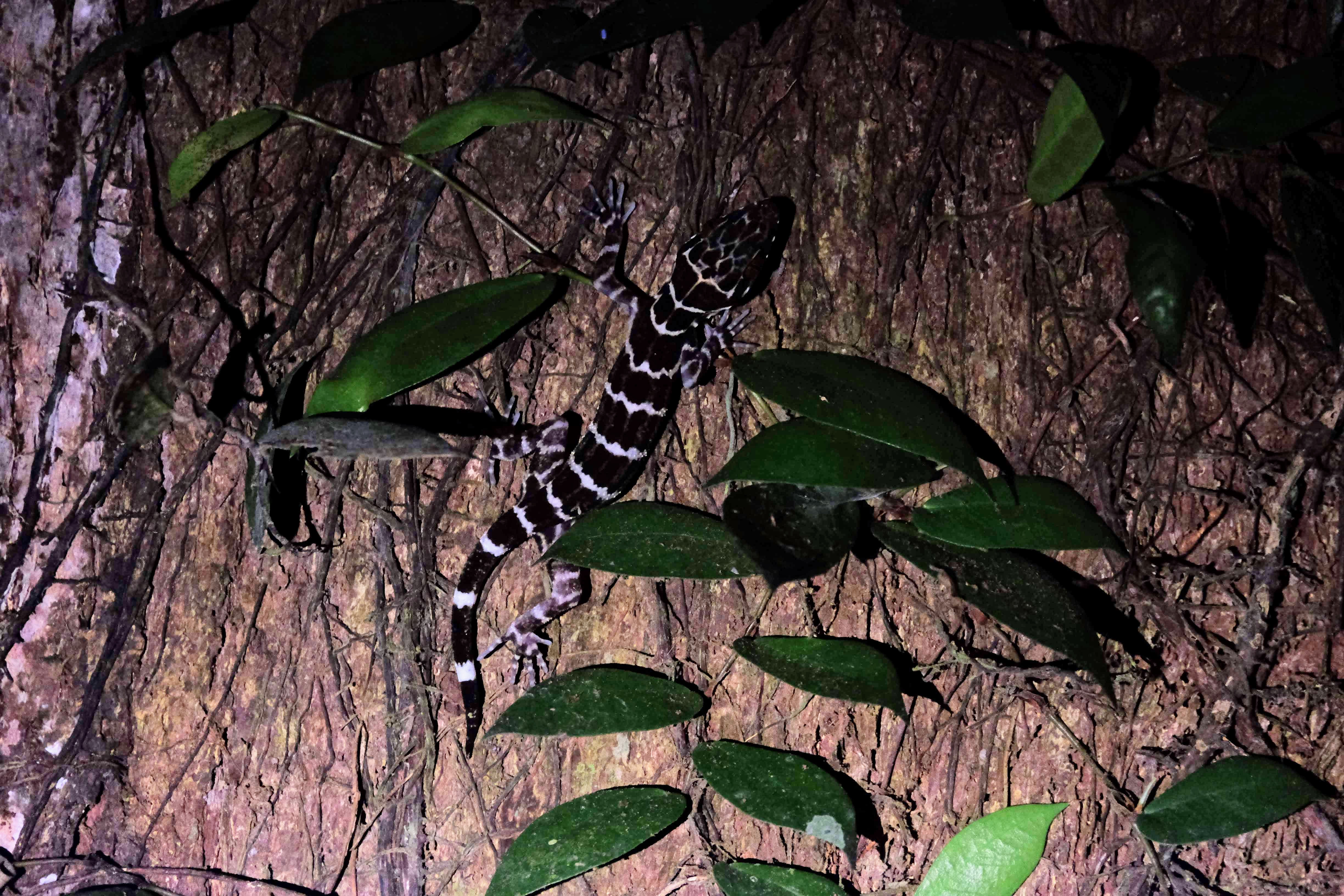 Banded forest gecko, Sepilok, Borneo