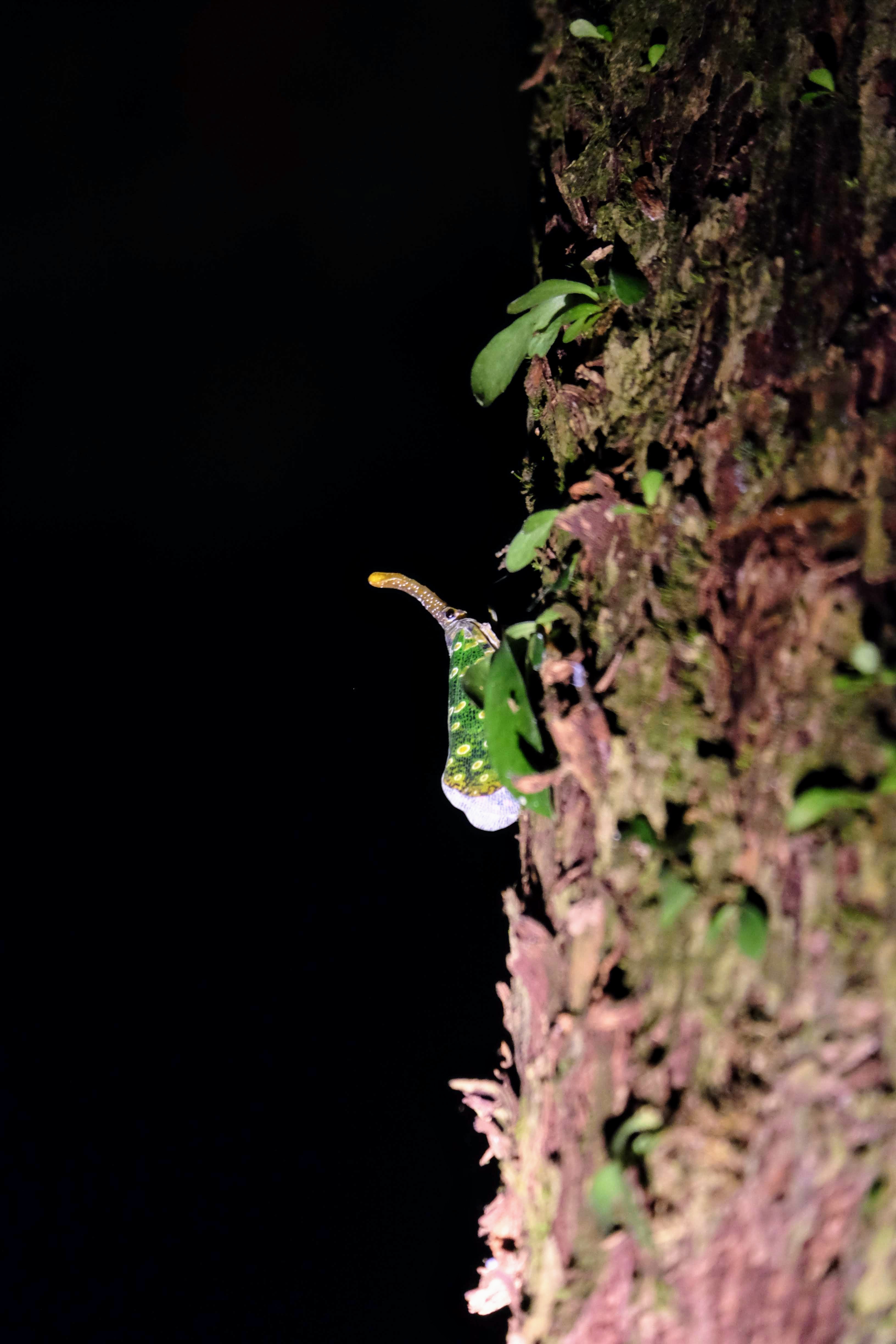 Lantern bug, Sepilok, Borneo