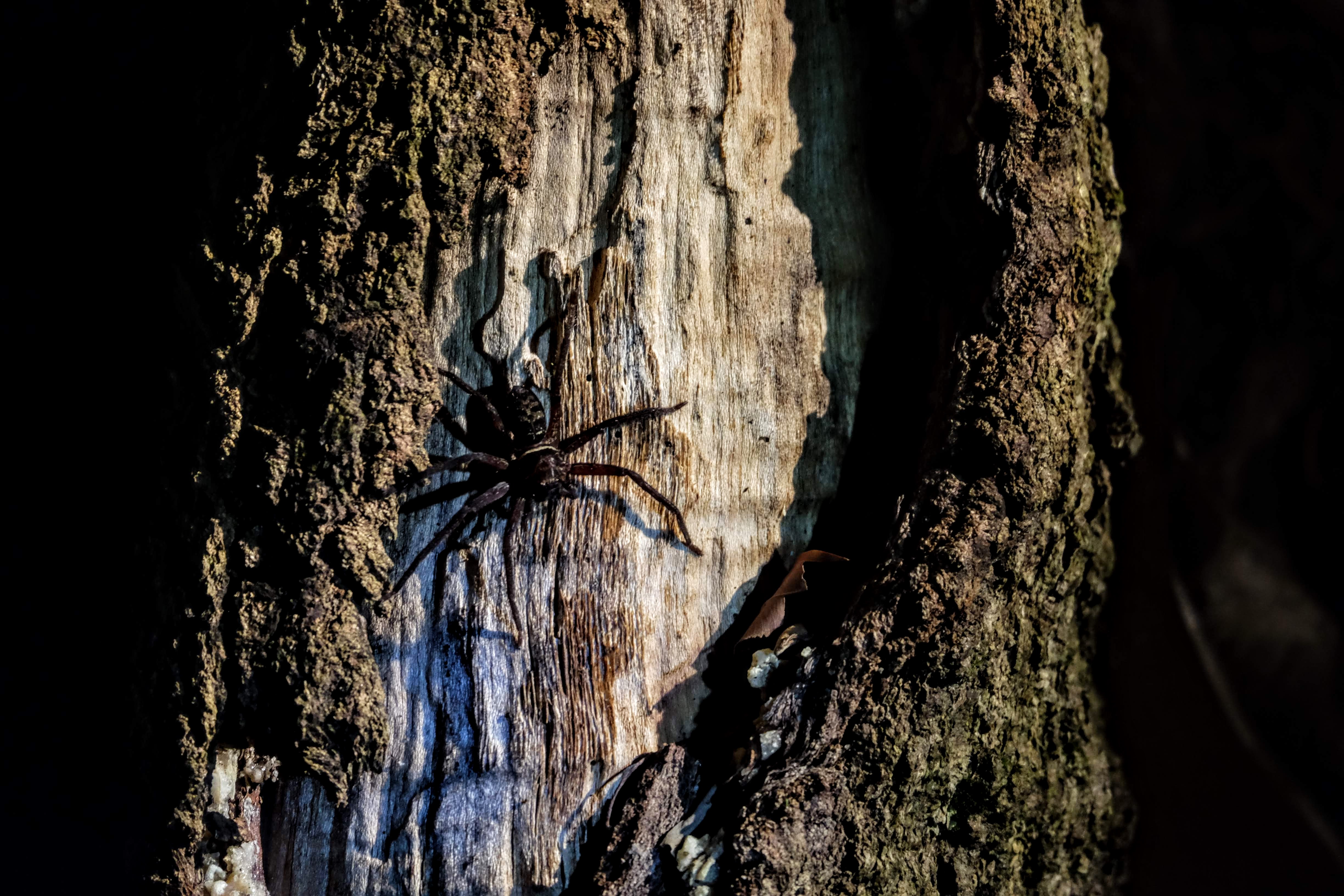 Spider, Sepilok, Borneo