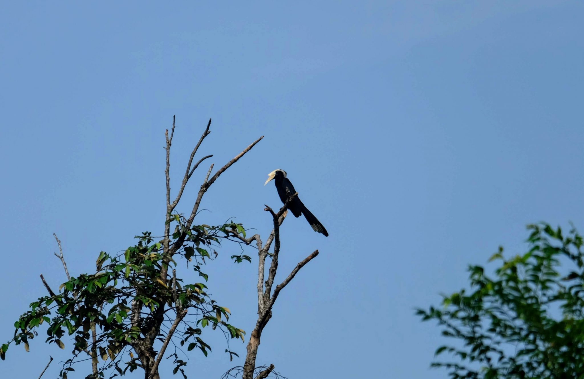 Black hornbill, Kinabatangan River, Borneo