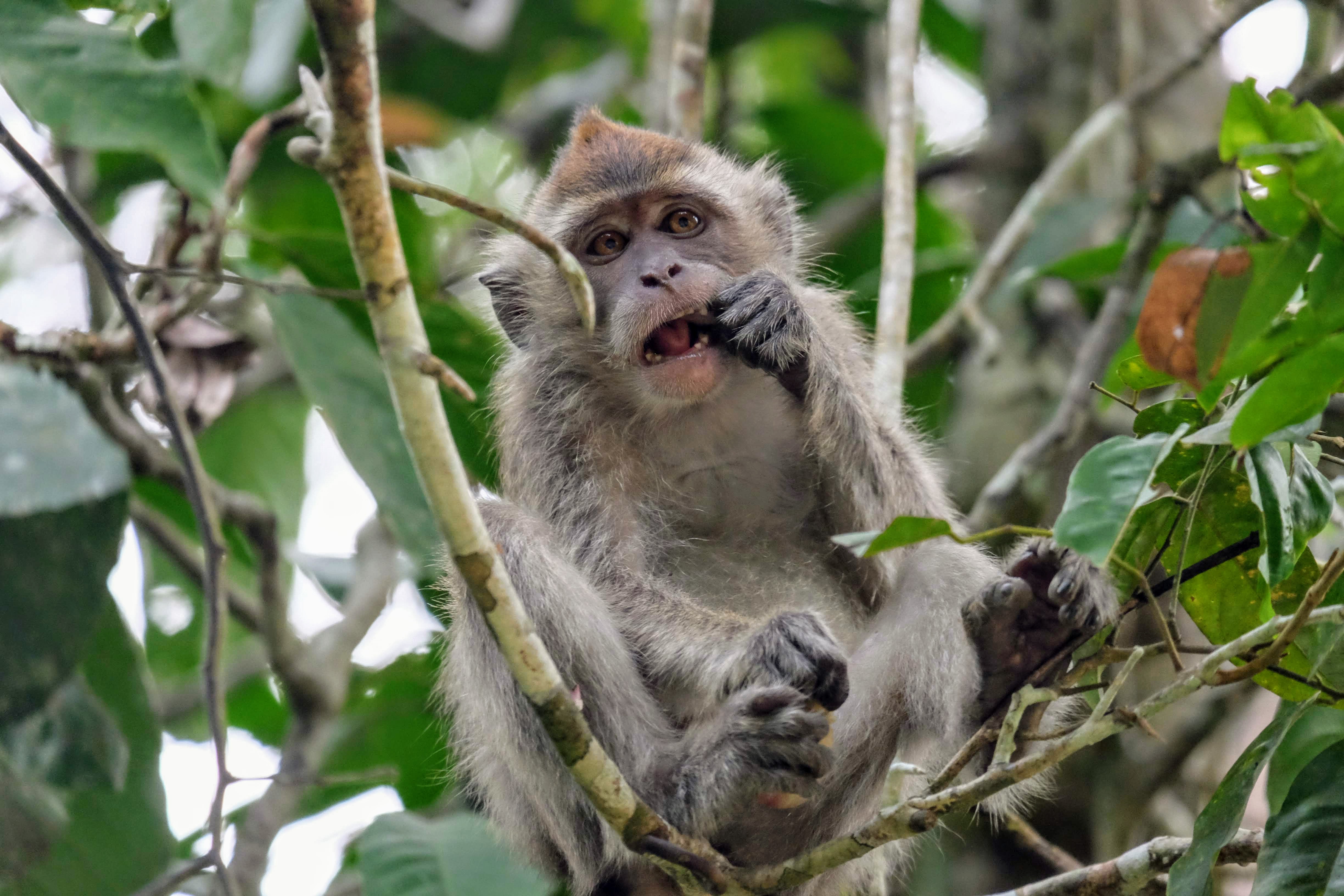 Long-tailed macaque, Malaysia