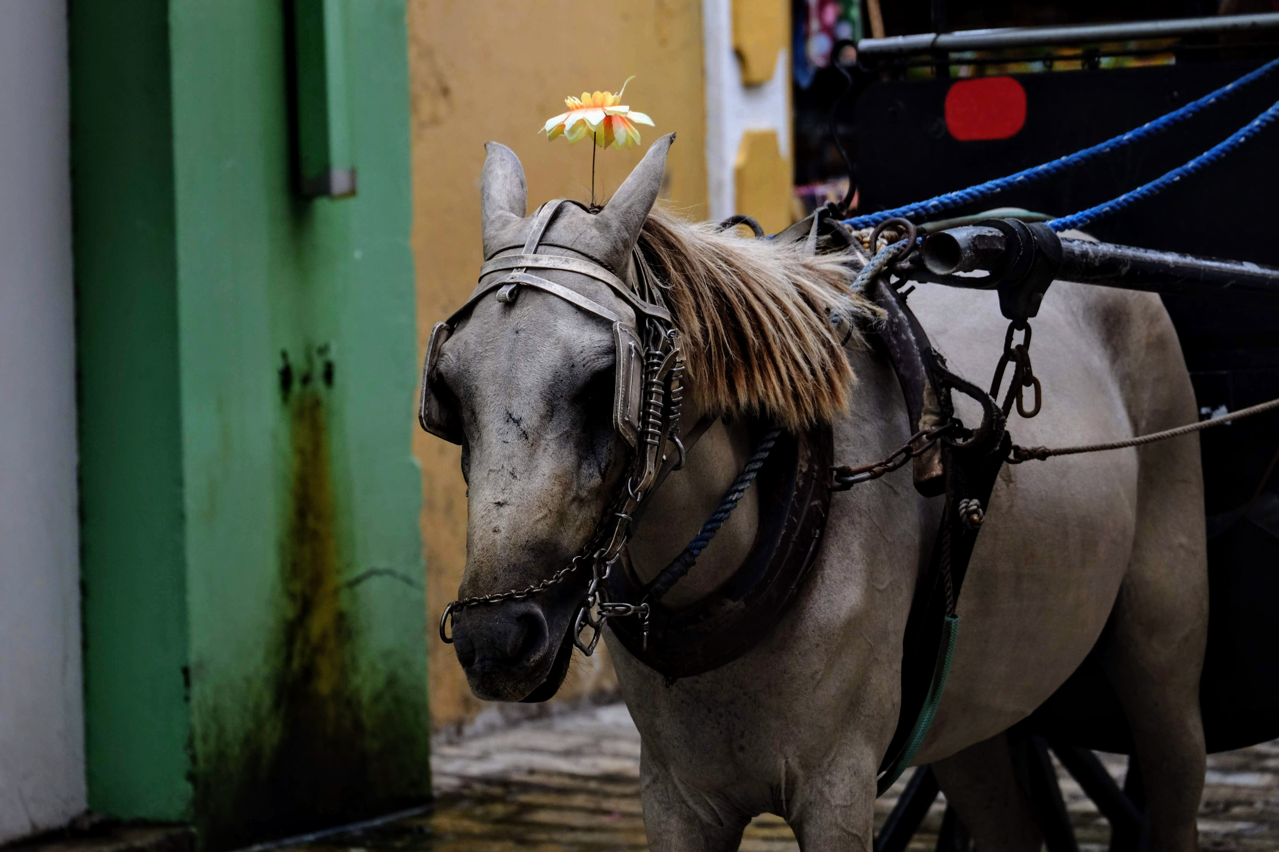 Horse in Vigan, Philippines