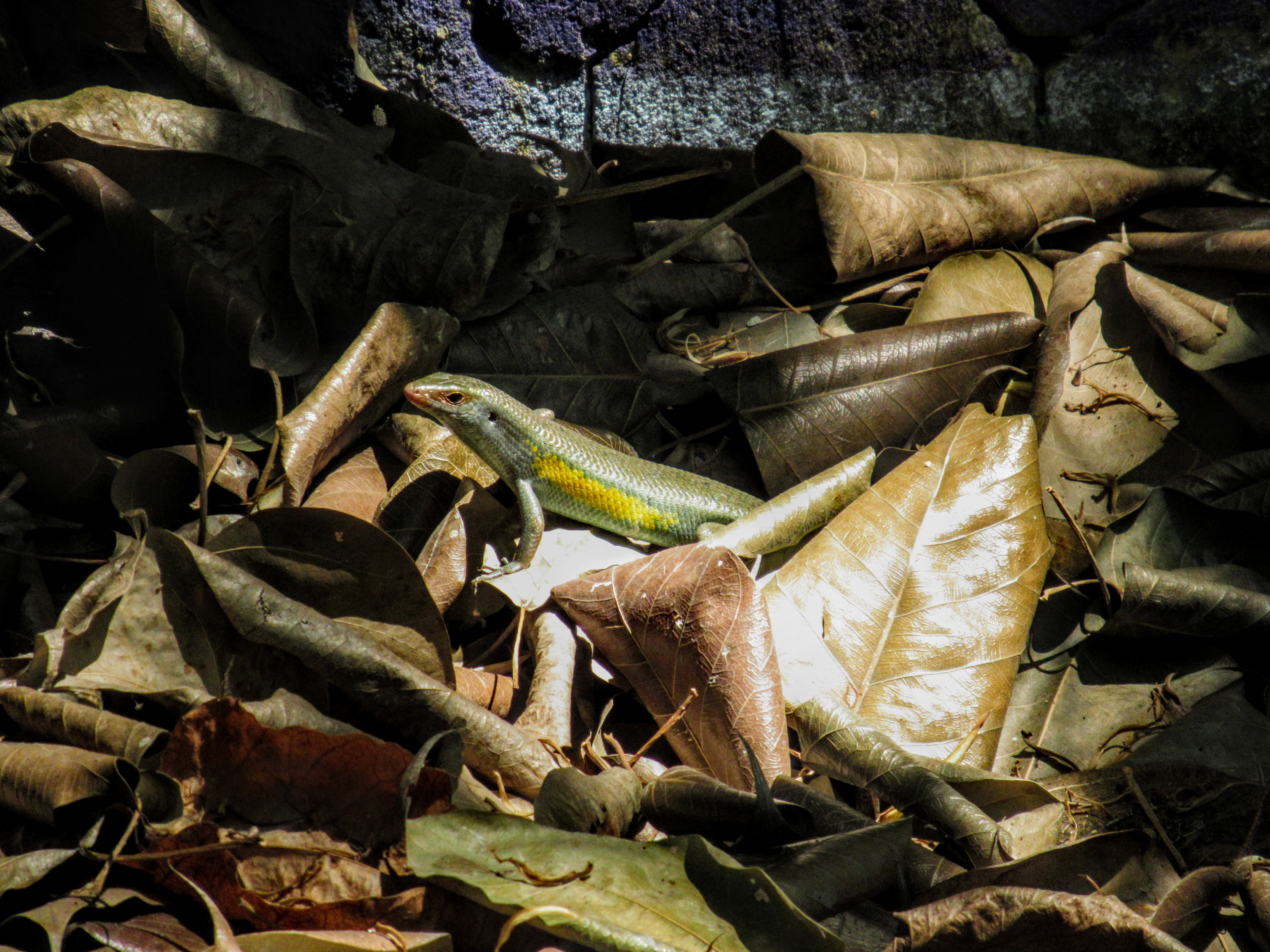 A Bali skink, Taman Festival Theme Park, Bali