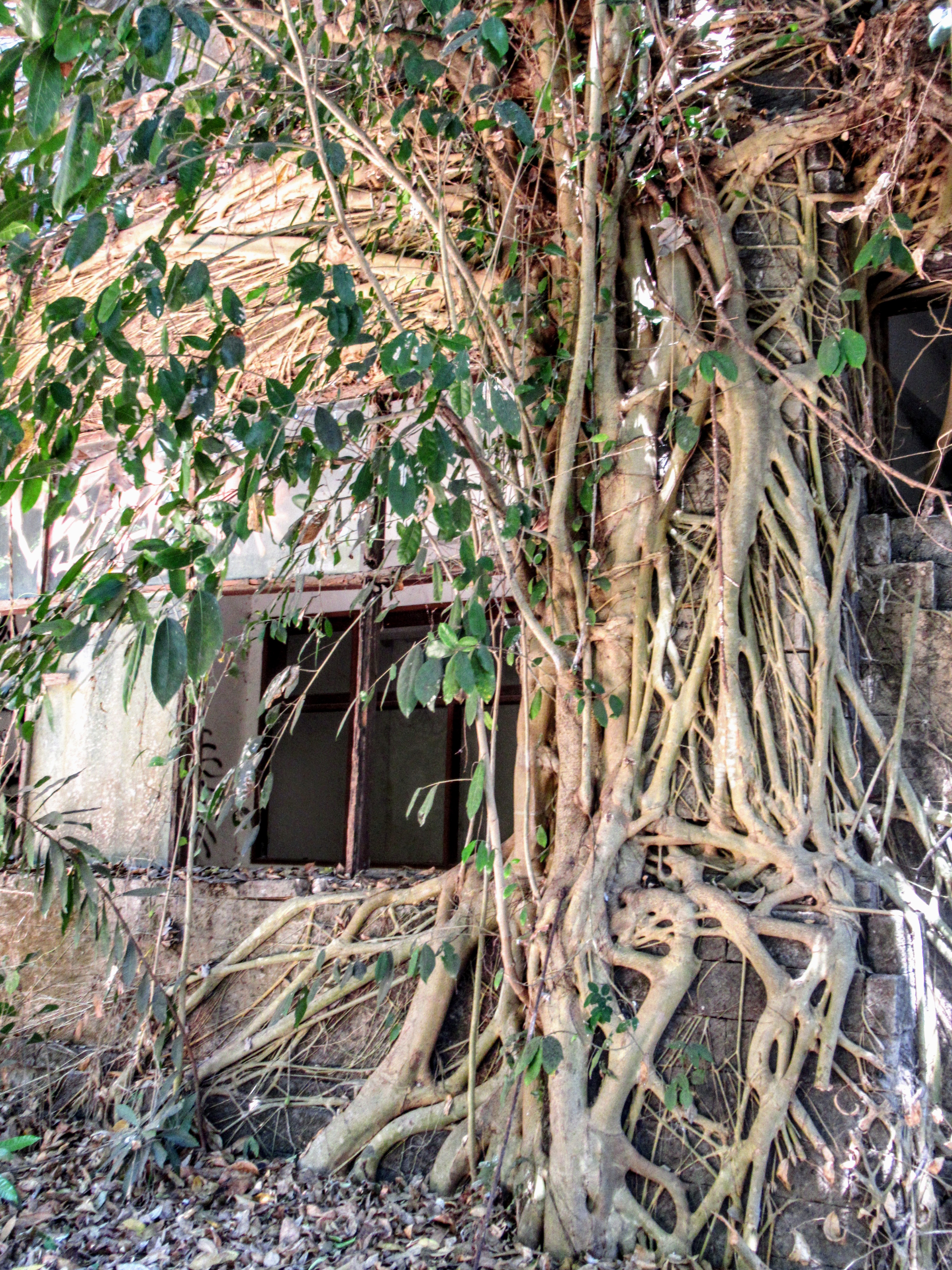 Tree at Taman Festival abandoned theme park, Bali