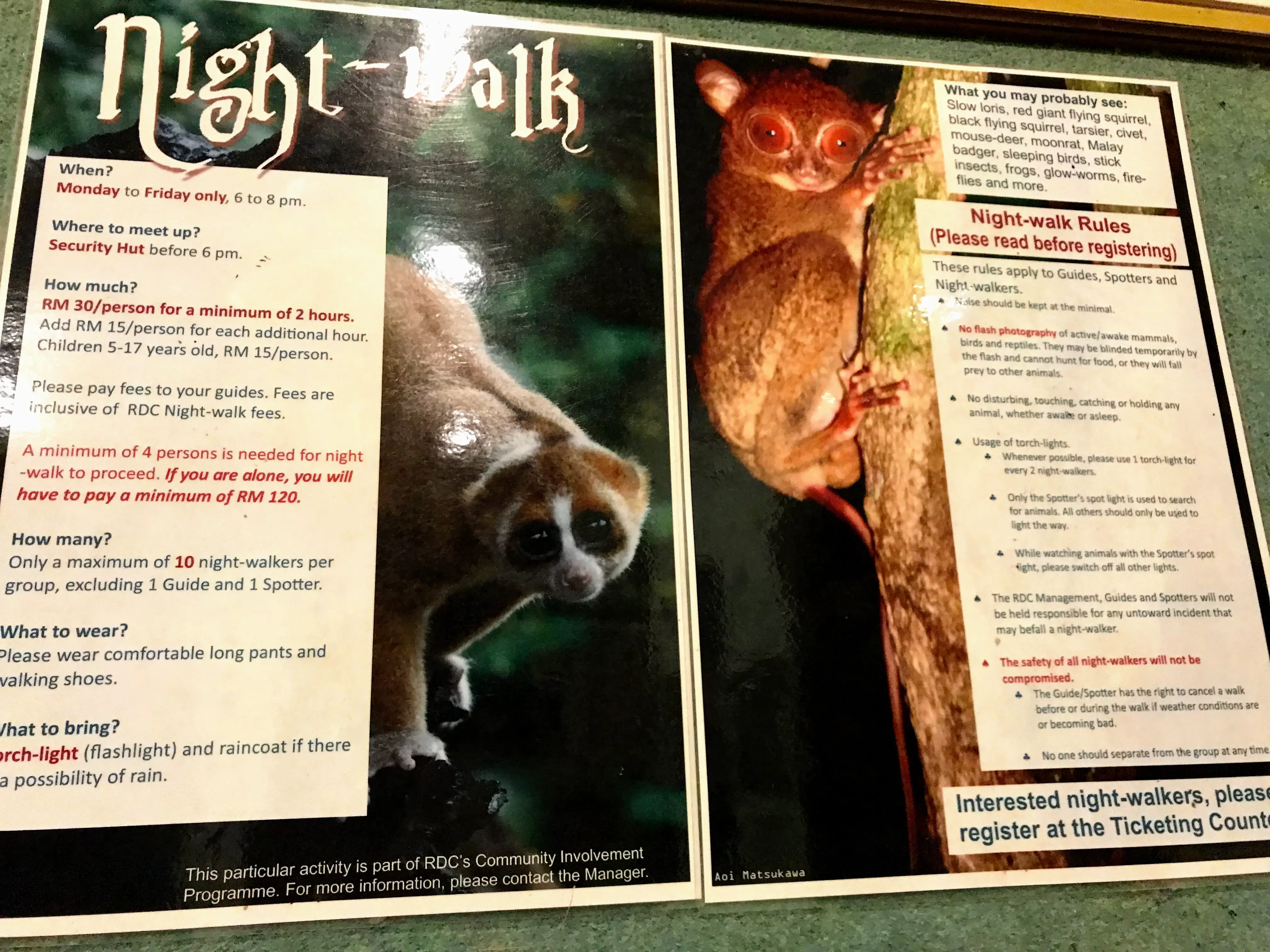 Slow loris and tarsier poster, Sepilok, Borneo