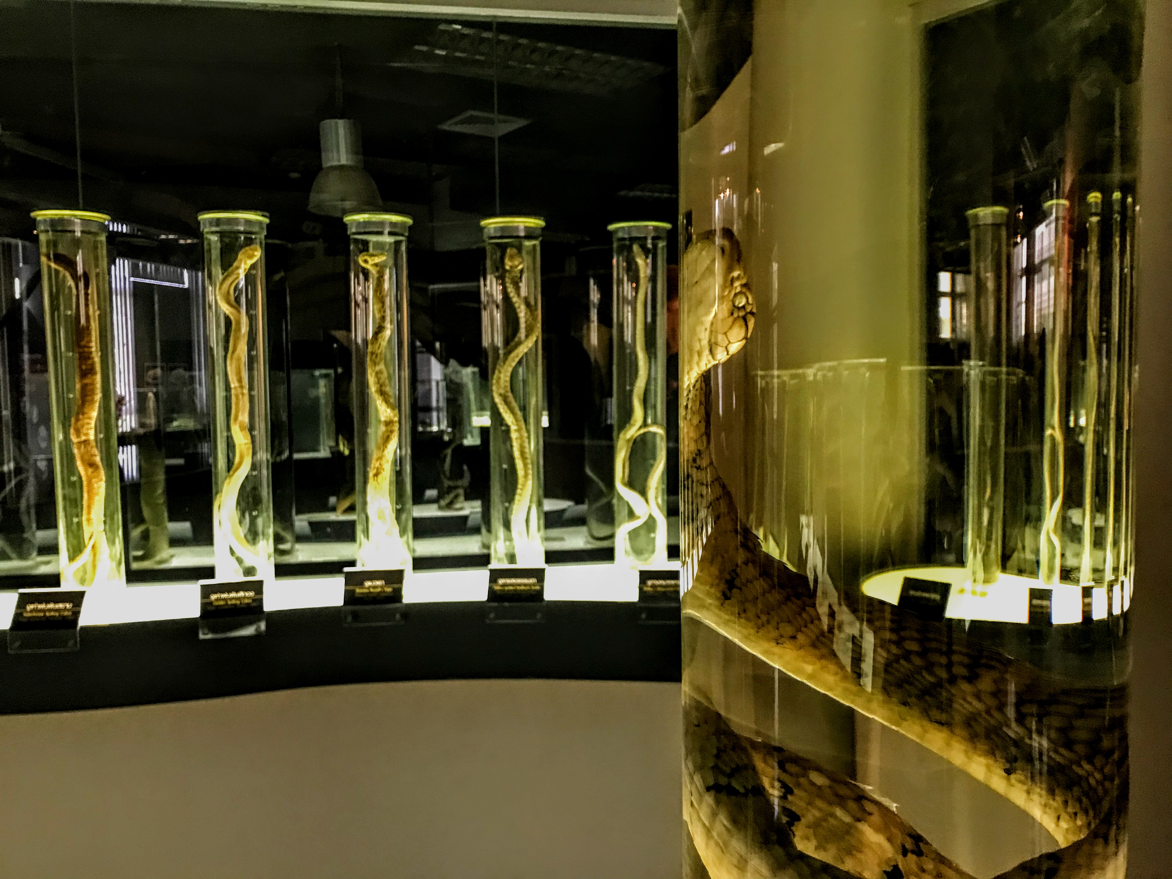 Specimens, Queen Saovabha Memorial Institute, Bangkok