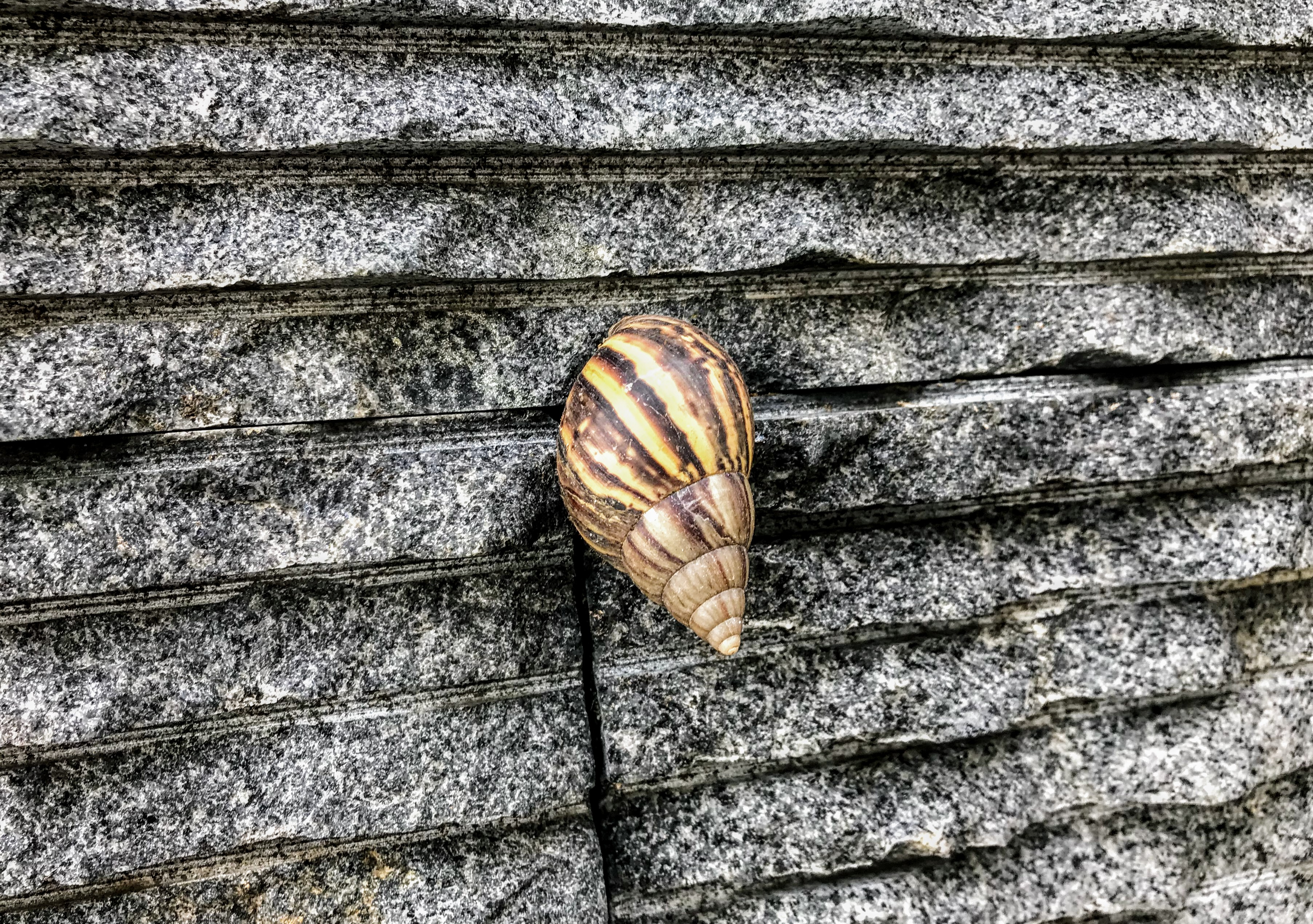 Giant African land snail, Kuala Lumpur, Malaysia