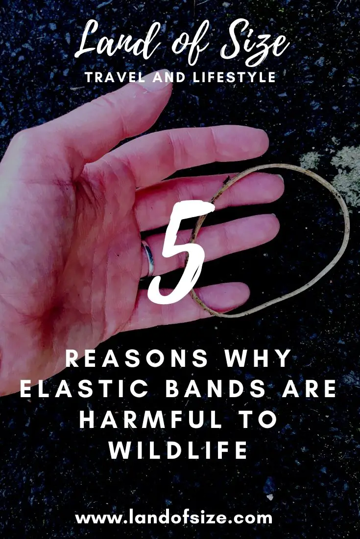 5 reasons why elastic bands are harmful to wildlife