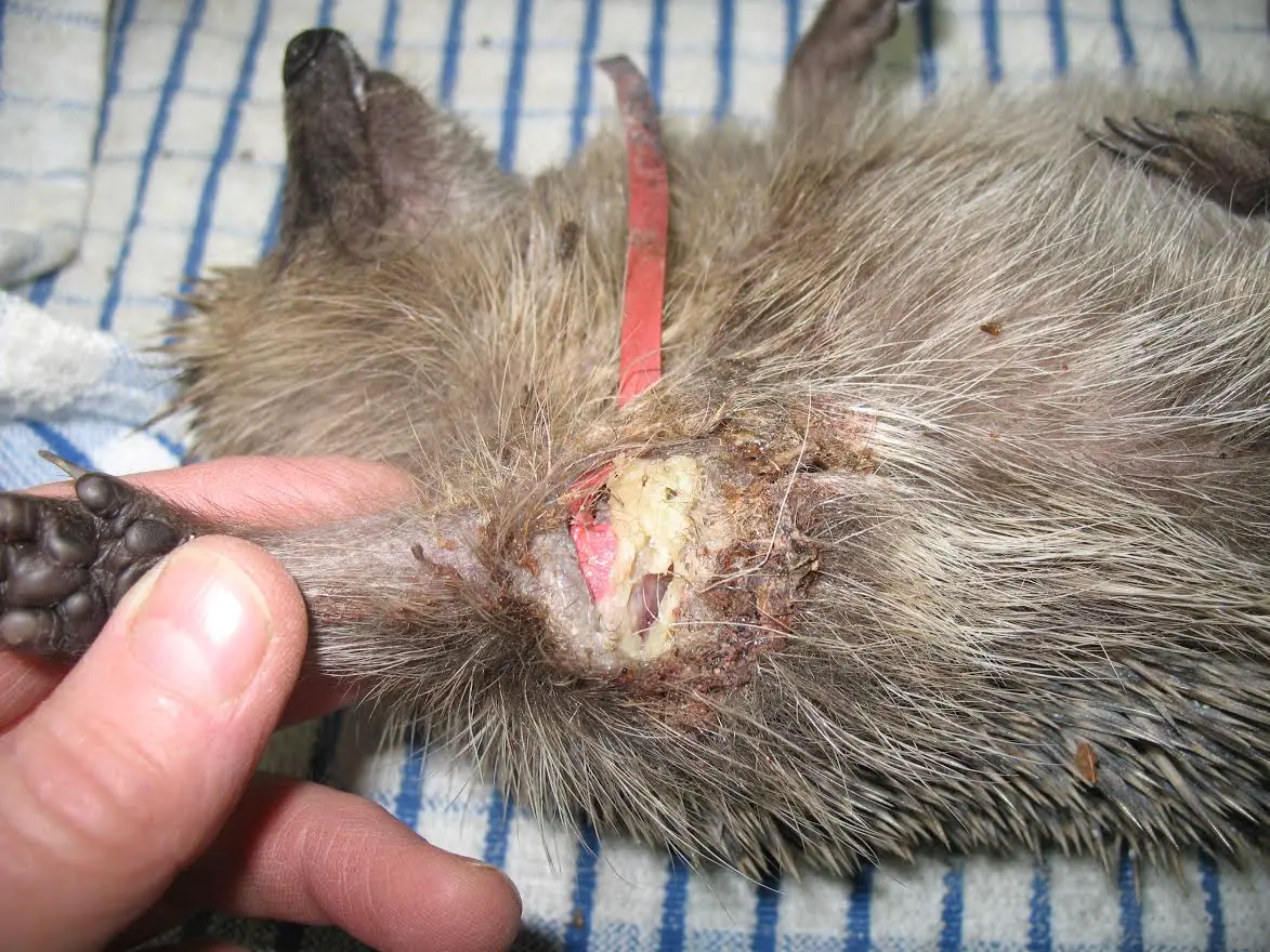Hedgehog with elastic band injury, Credit: Derek Knight