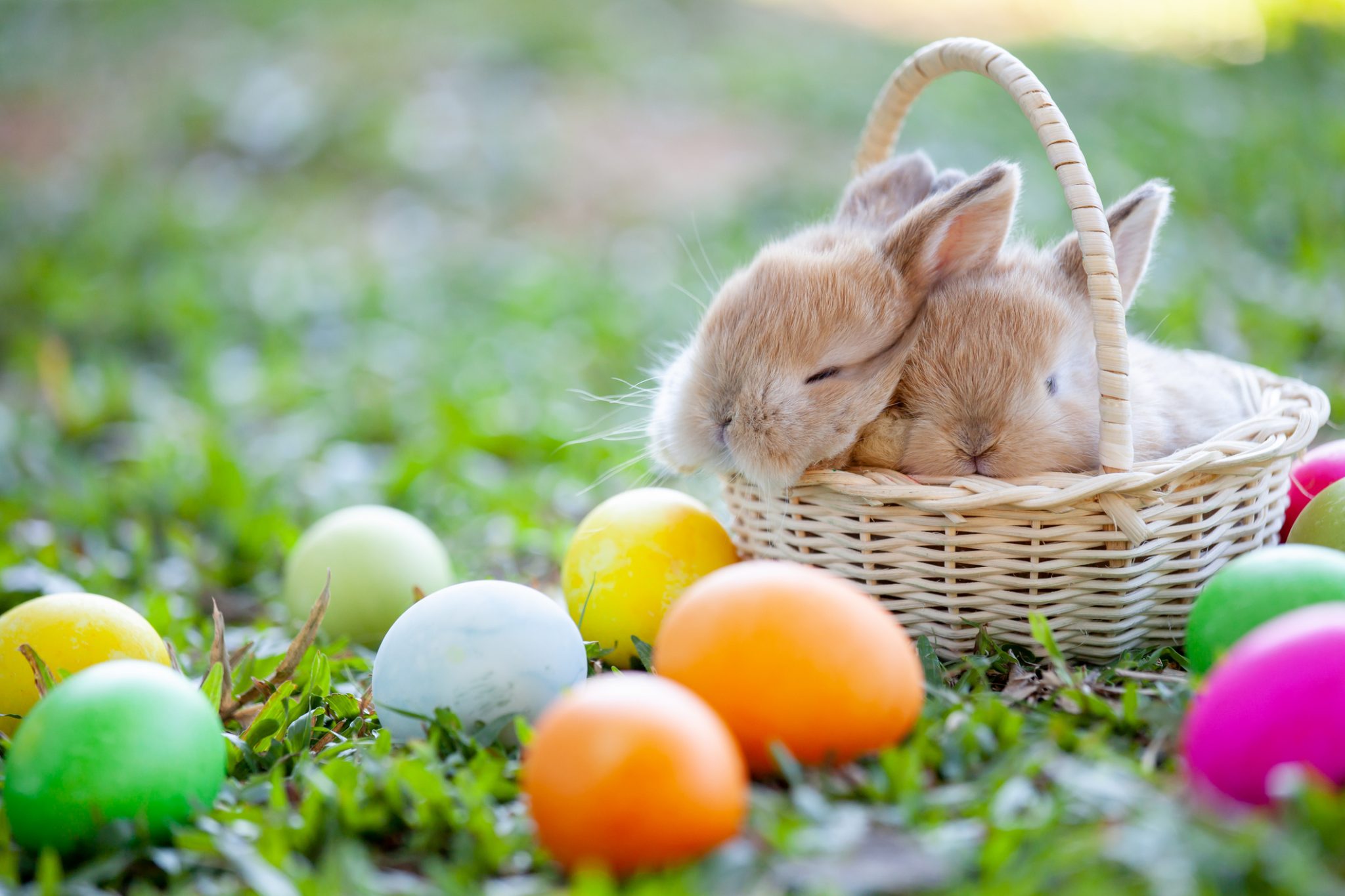 Bunnies in a basket