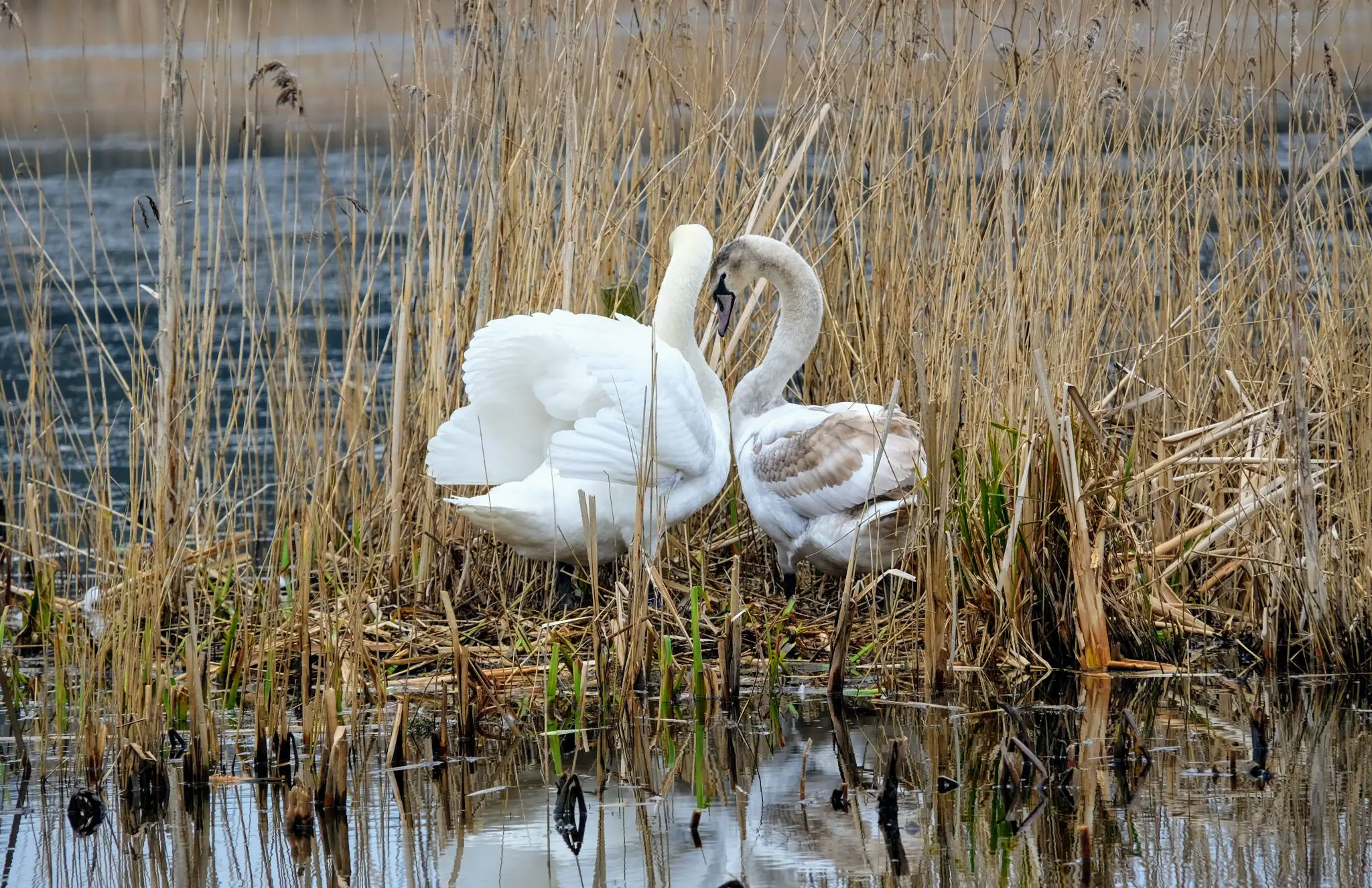 Swans at RSPB Leighton Moss