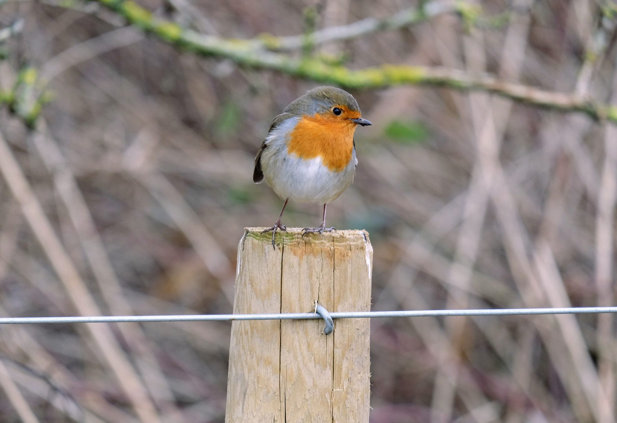 Robin on a fence