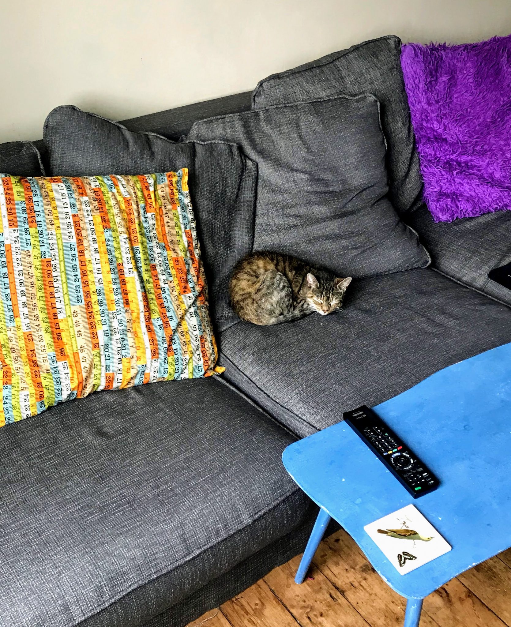 Cat on the newly upholstered sofa 