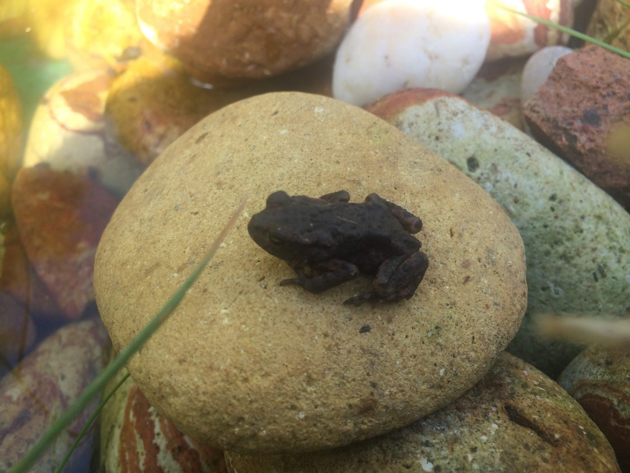 Toad in my pond, Merseybank Estate, Manchester