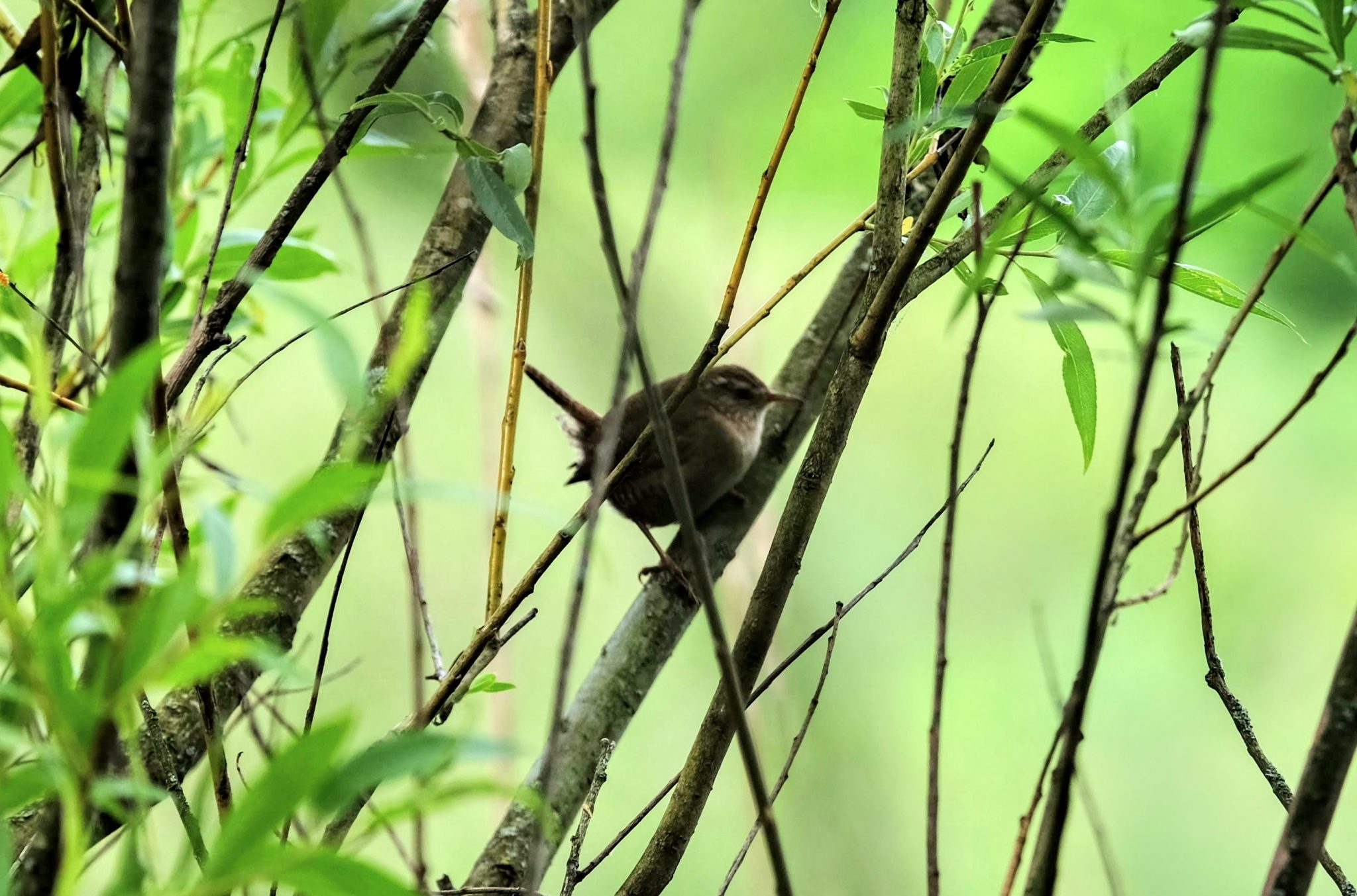 Wren in Sale Water Park. Manchester