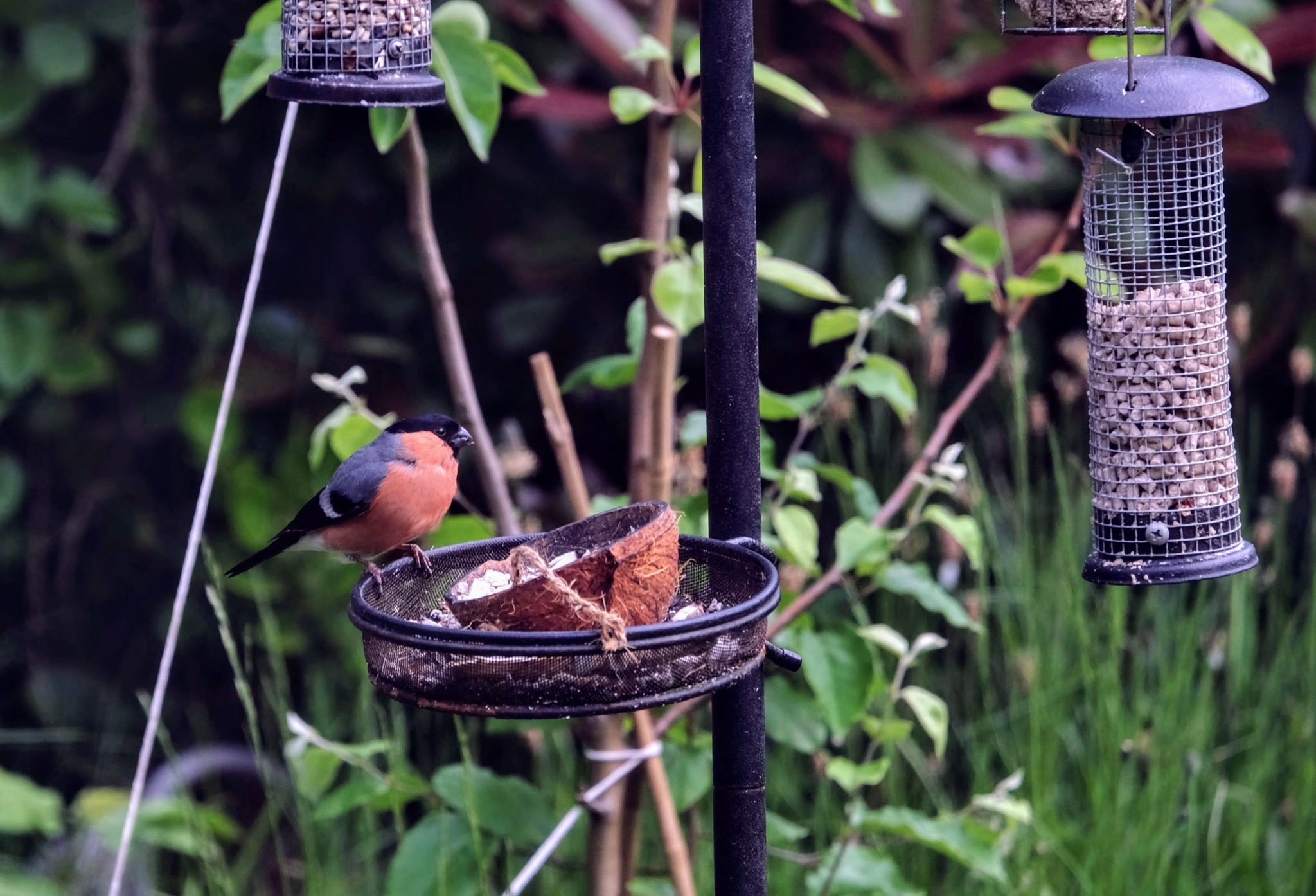 Bullfinch, Merseybank Estate, Manchester