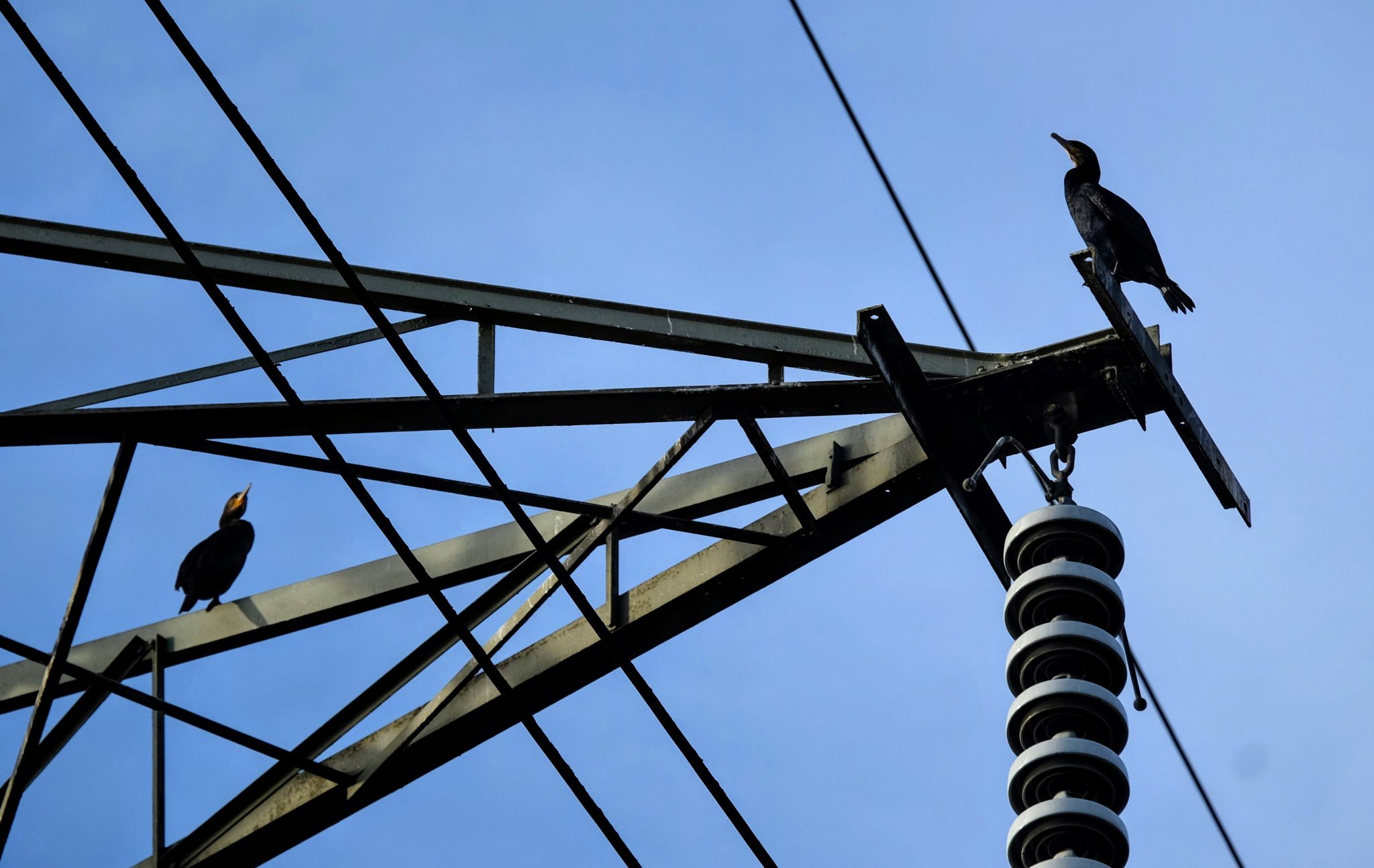 Cormorants on a pylon, Sale Water Park, Manchester